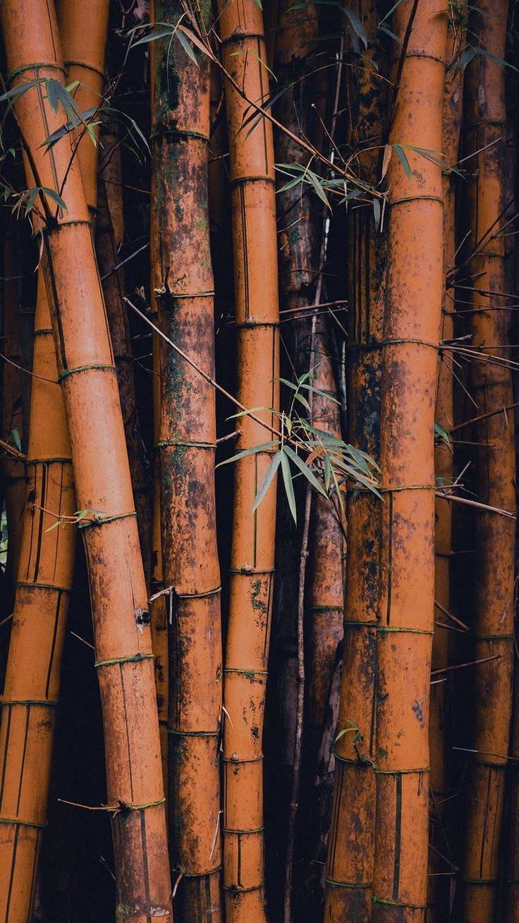 brown bamboo forest, orange bamboo stalks, dark patches, HD Phone Wallpaper