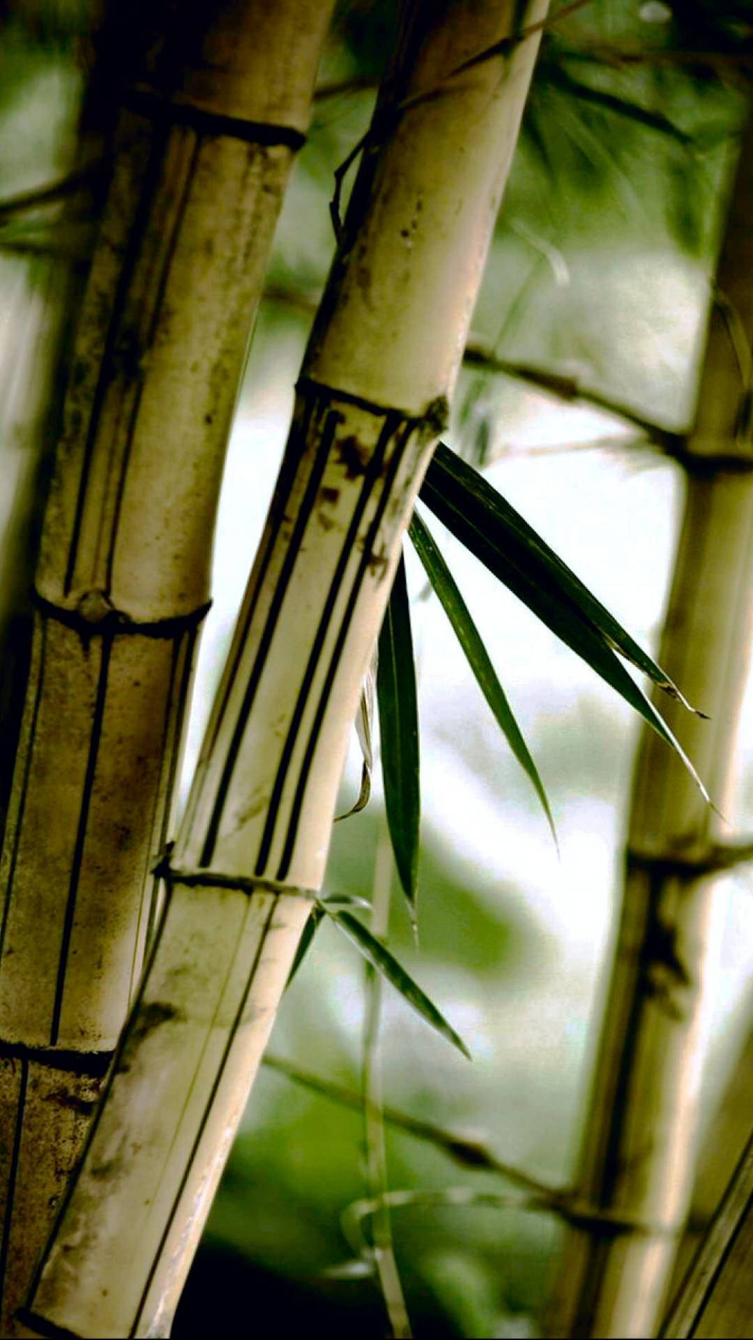 faded bamboo forest, tall bamboo stalks, green leaves, Full HD Phone Wallpaper