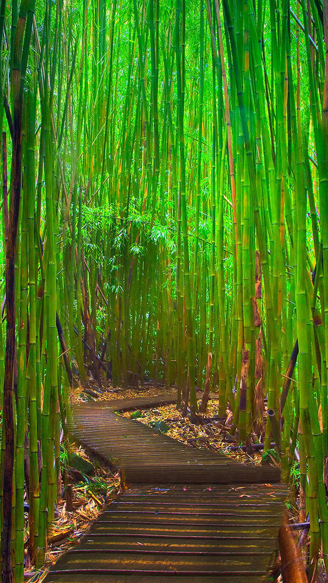 Bamboo Forest, wooden path, emerald bamboo, SD Phone Wallpaper