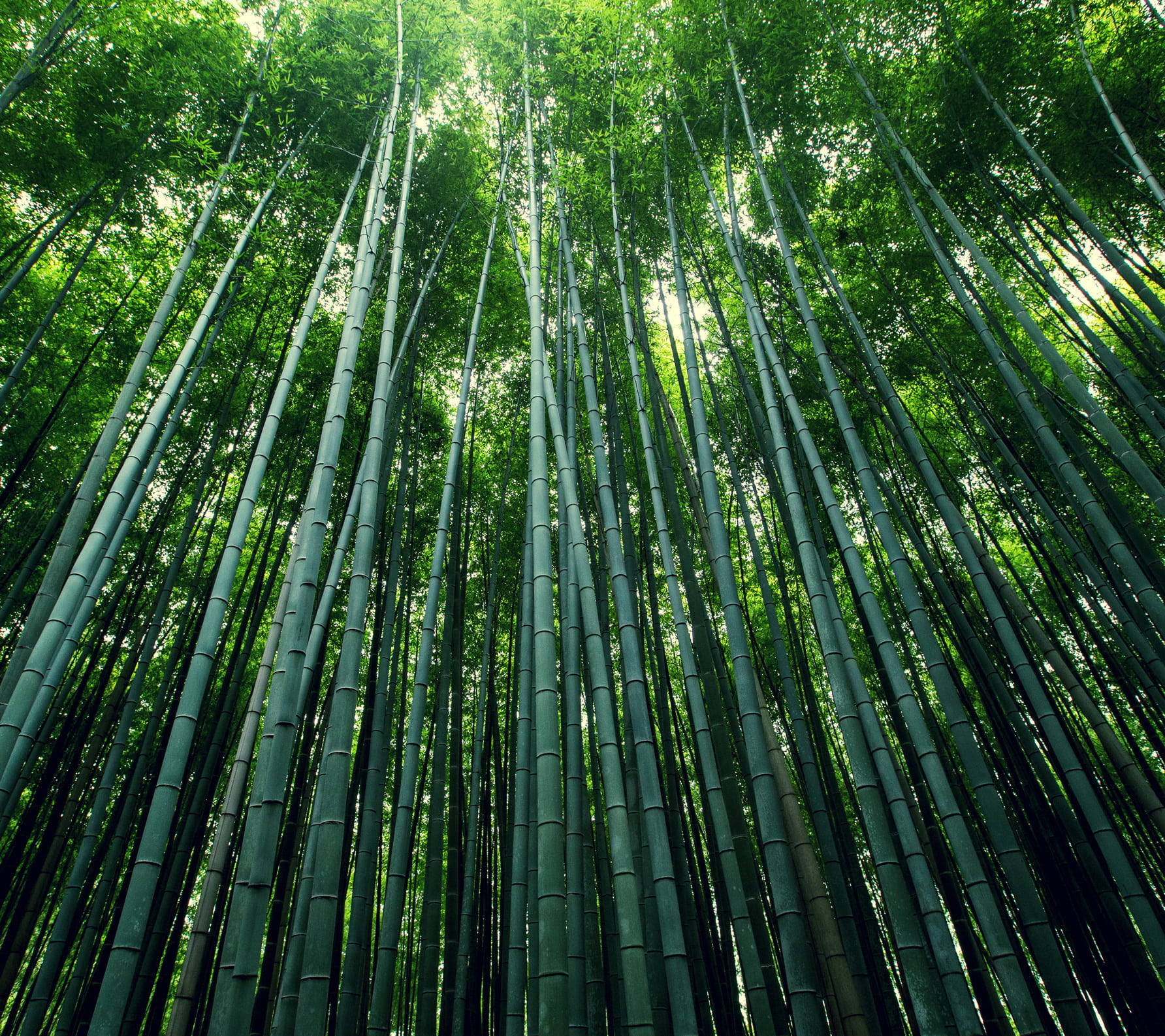 Bamboo Forest, iPhone, Towering bamboo stalks, HD Desktop Wallpaper