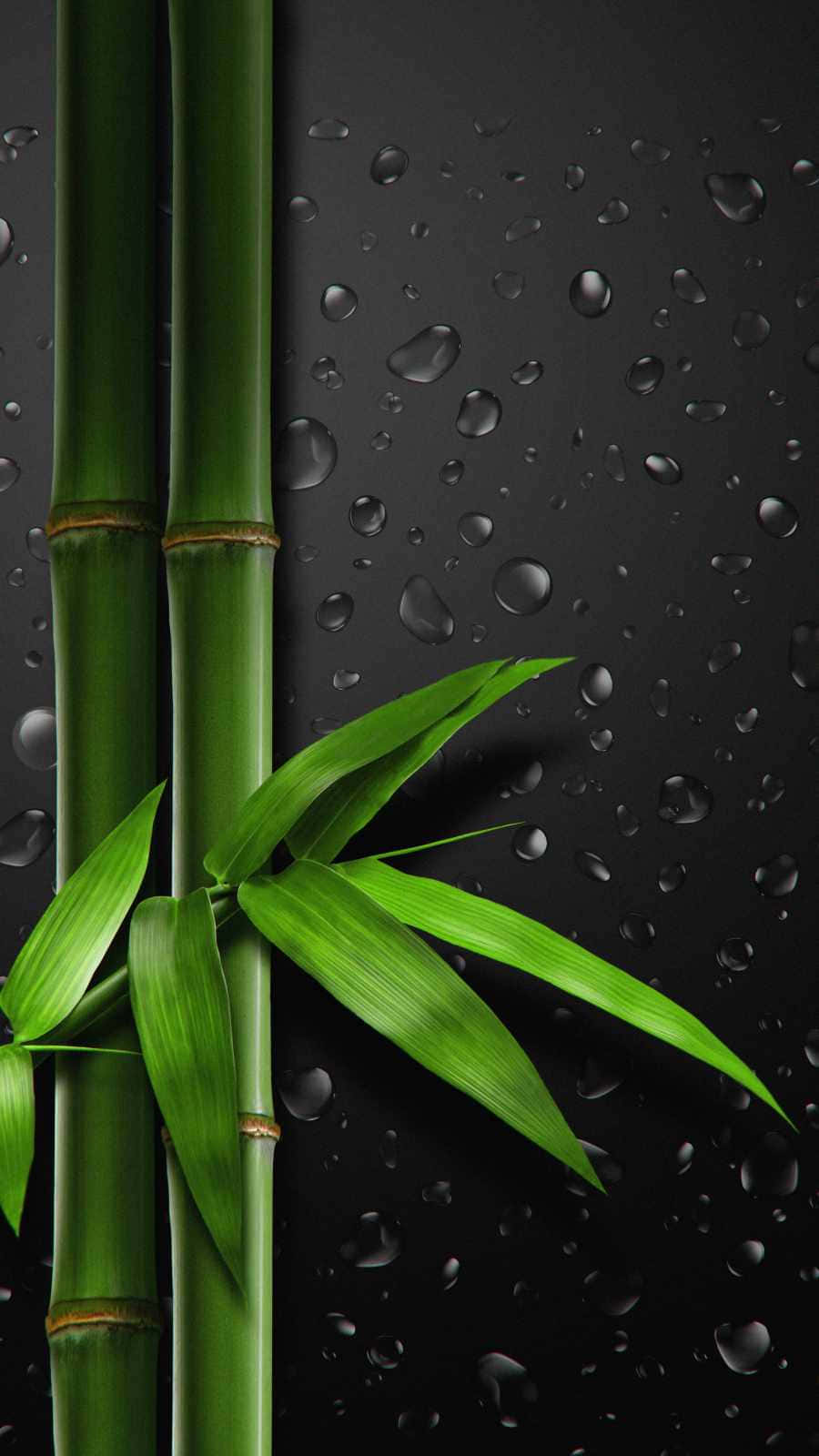 bamboo stalks, bamboo leaves, black background, HD Phone Wallpaper