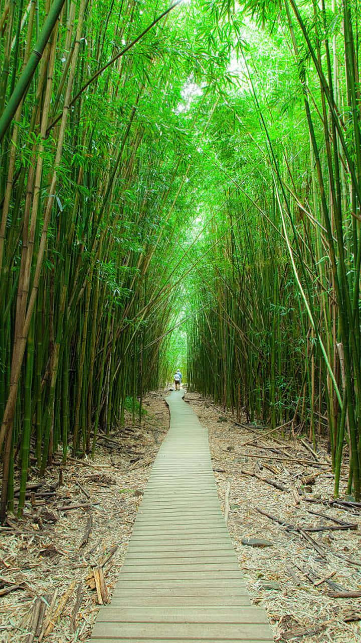 Bamboo Phone, wooden boardwalk, towering bamboo forest, HD Phone Wallpaper