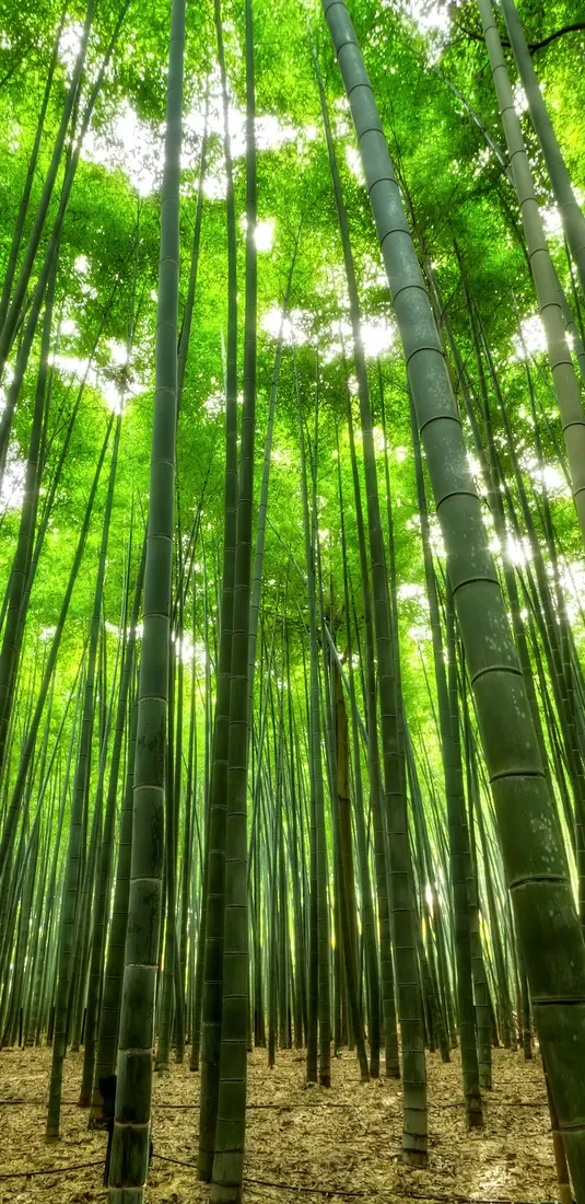 Bamboo Phone