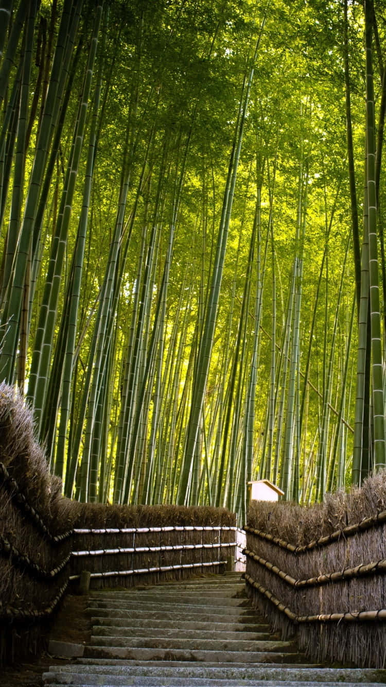 bamboo forest, stone staircase, dappled sunlight, HD Phone Wallpaper