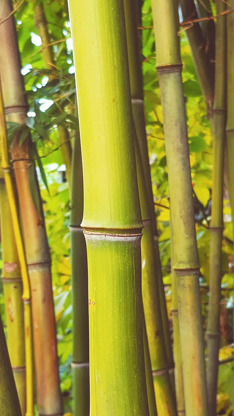 bamboo trees, tall green bamboo stalks, smooth segmented stems, HD Phone Wallpaper