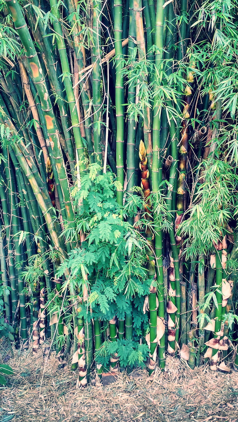 bamboo tree, tall green bamboo stalks, fresh leaves, HD Phone Wallpaper