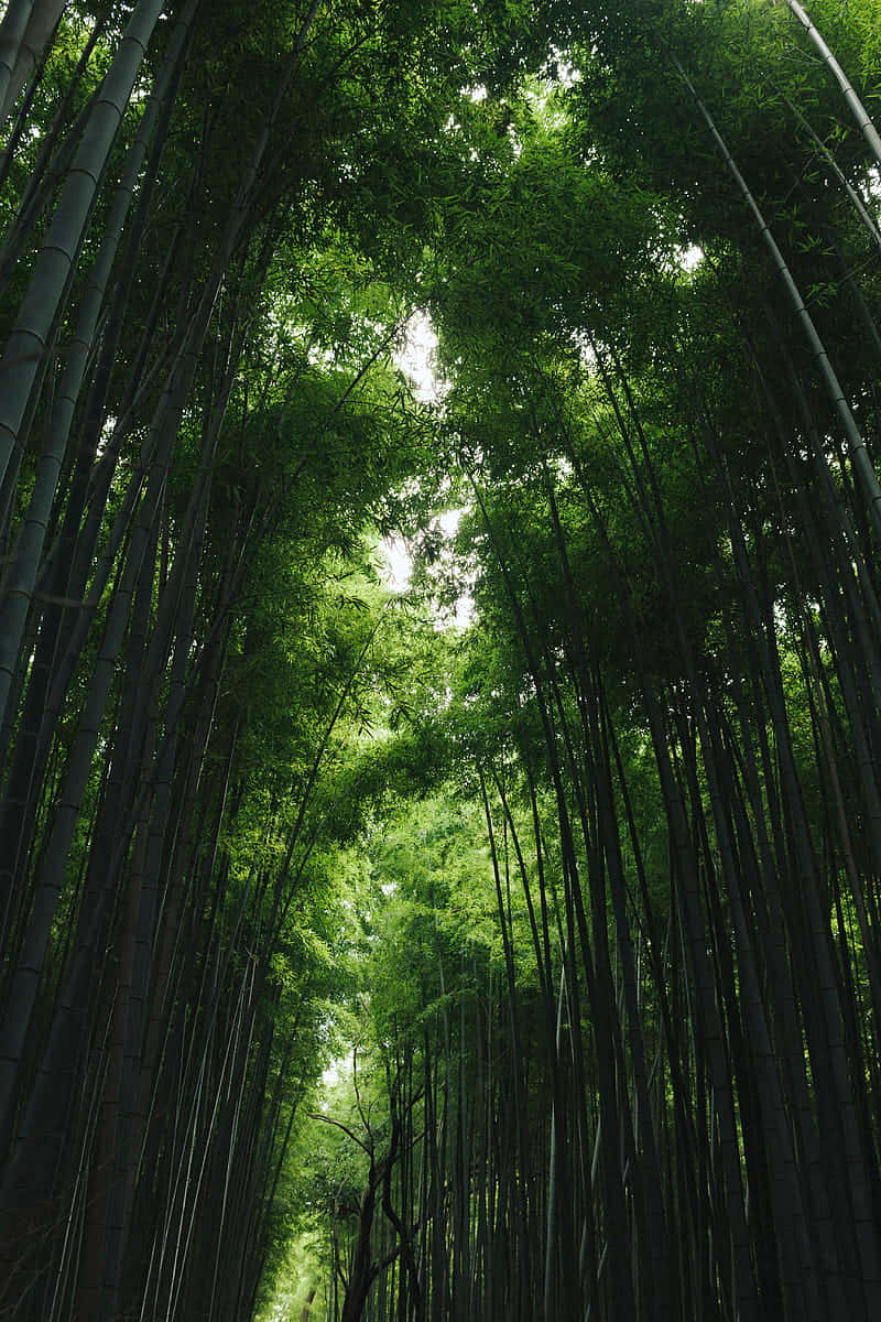 Bamboo Phone, bamboo stalks, dense green canopy, SD Phone Wallpaper