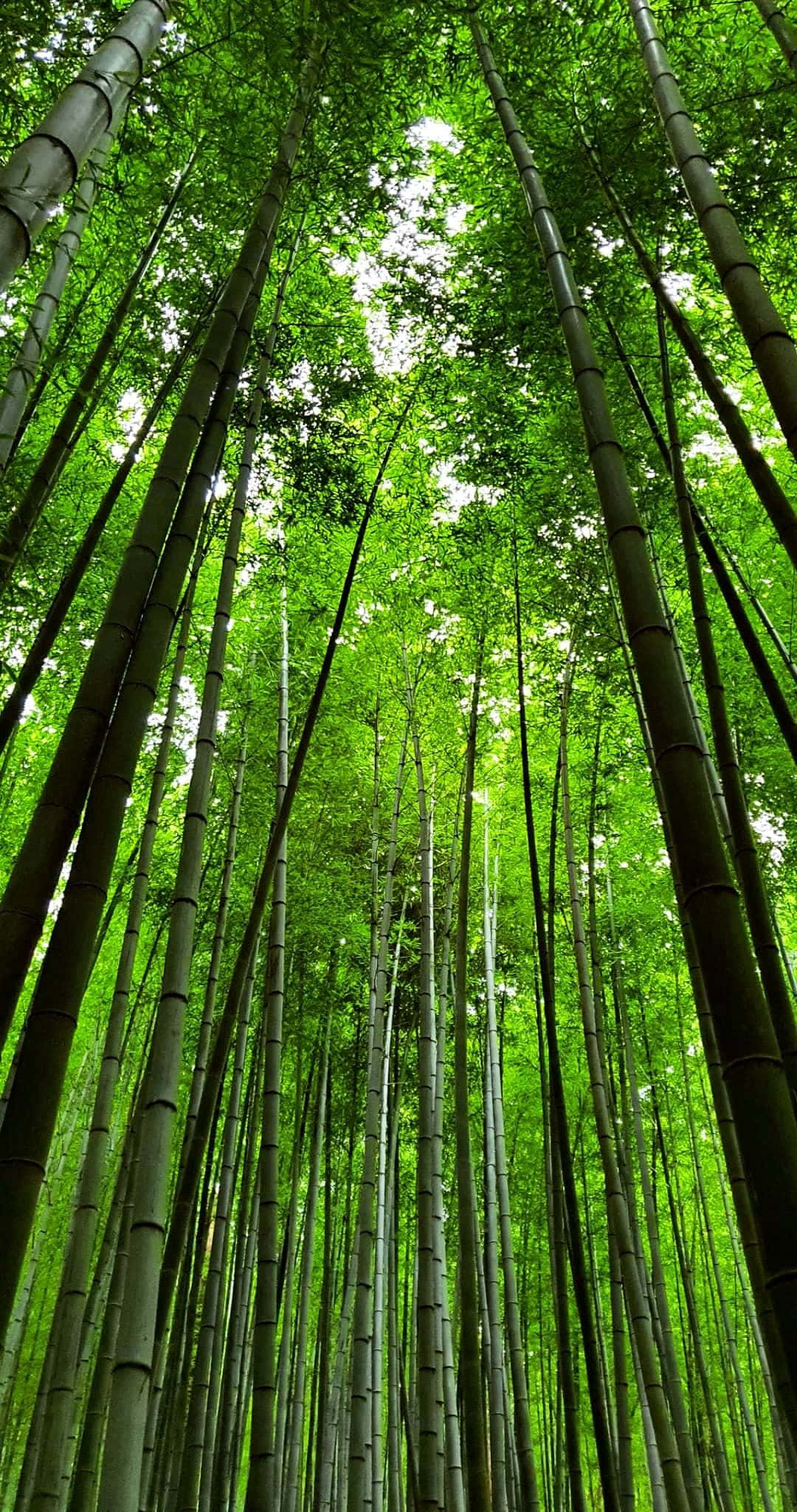 Bamboo Phone, towering bamboo stalks, dense canopy, Full HD Phone Wallpaper