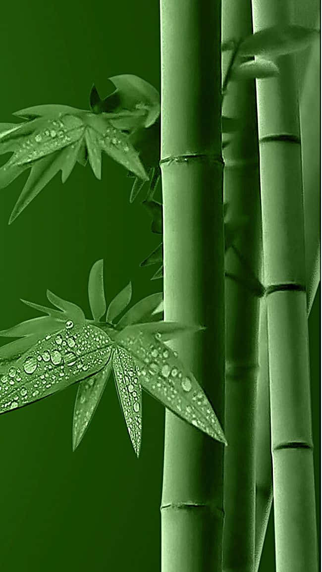 bamboo stalks, dew-drenched leaves, deep green backdrop, SD Phone Wallpaper