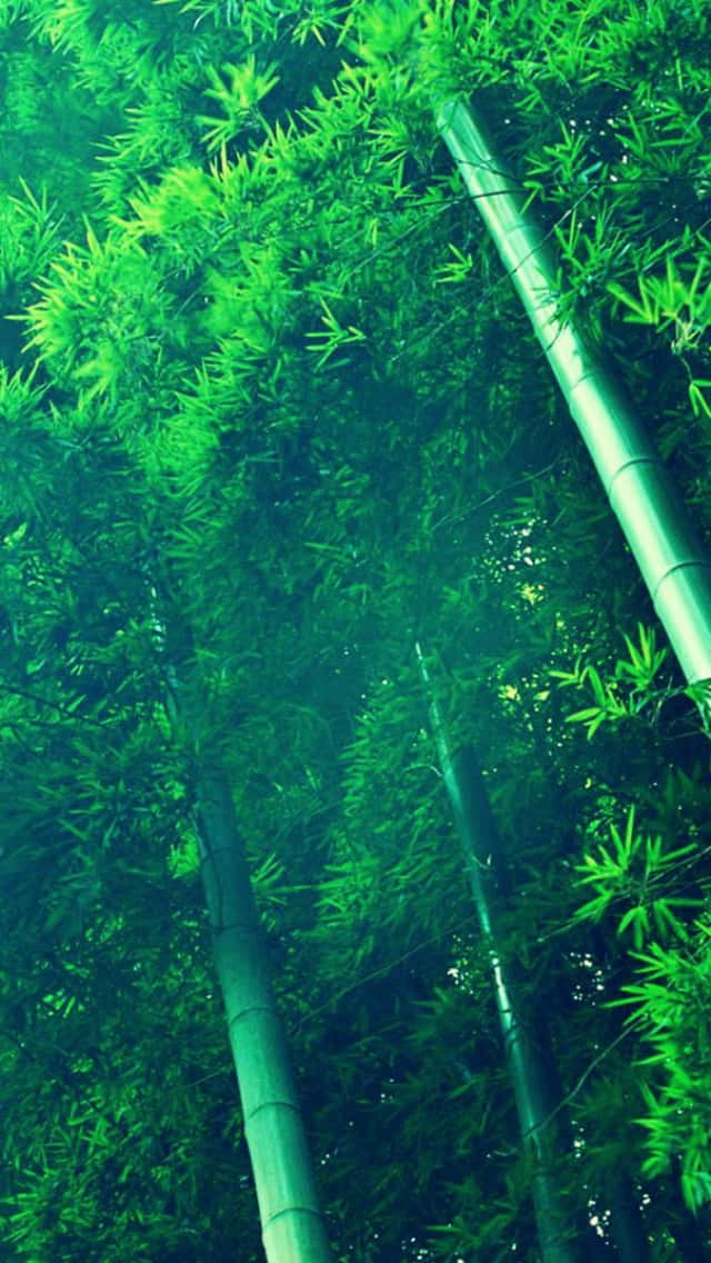Bamboo Phone, bamboo stalks, vibrant green leaves, SD Phone Wallpaper