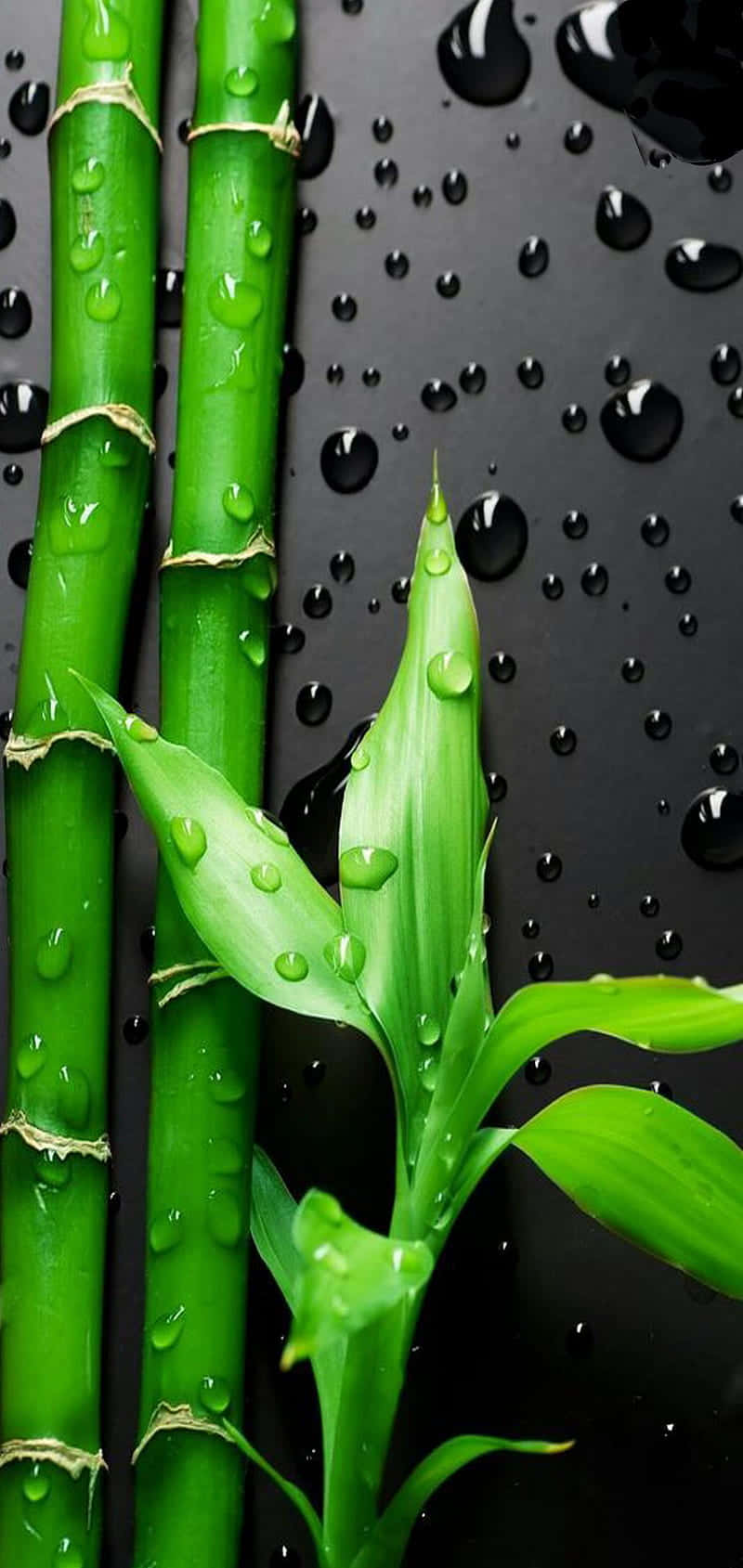bamboo phone, bamboo leaves, water droplets, HD Phone Wallpaper