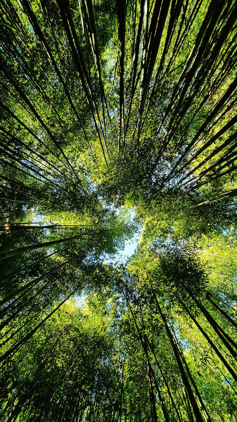 bamboo forest, blue sky, low-angle view, HD Phone Wallpaper