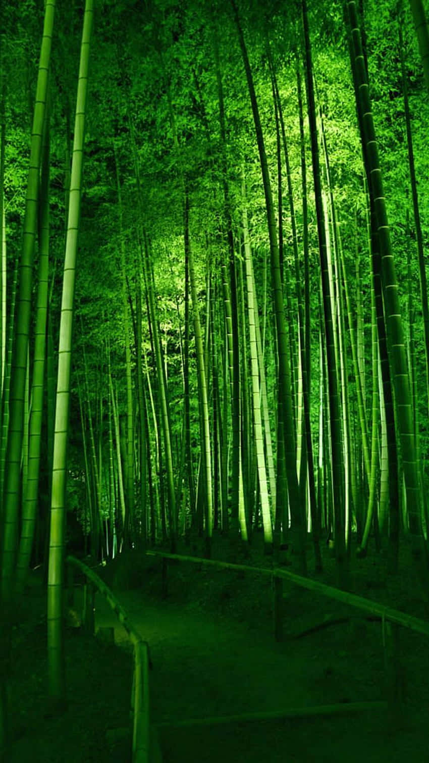 bamboo forest, night, vibrant green light, HD Phone Wallpaper