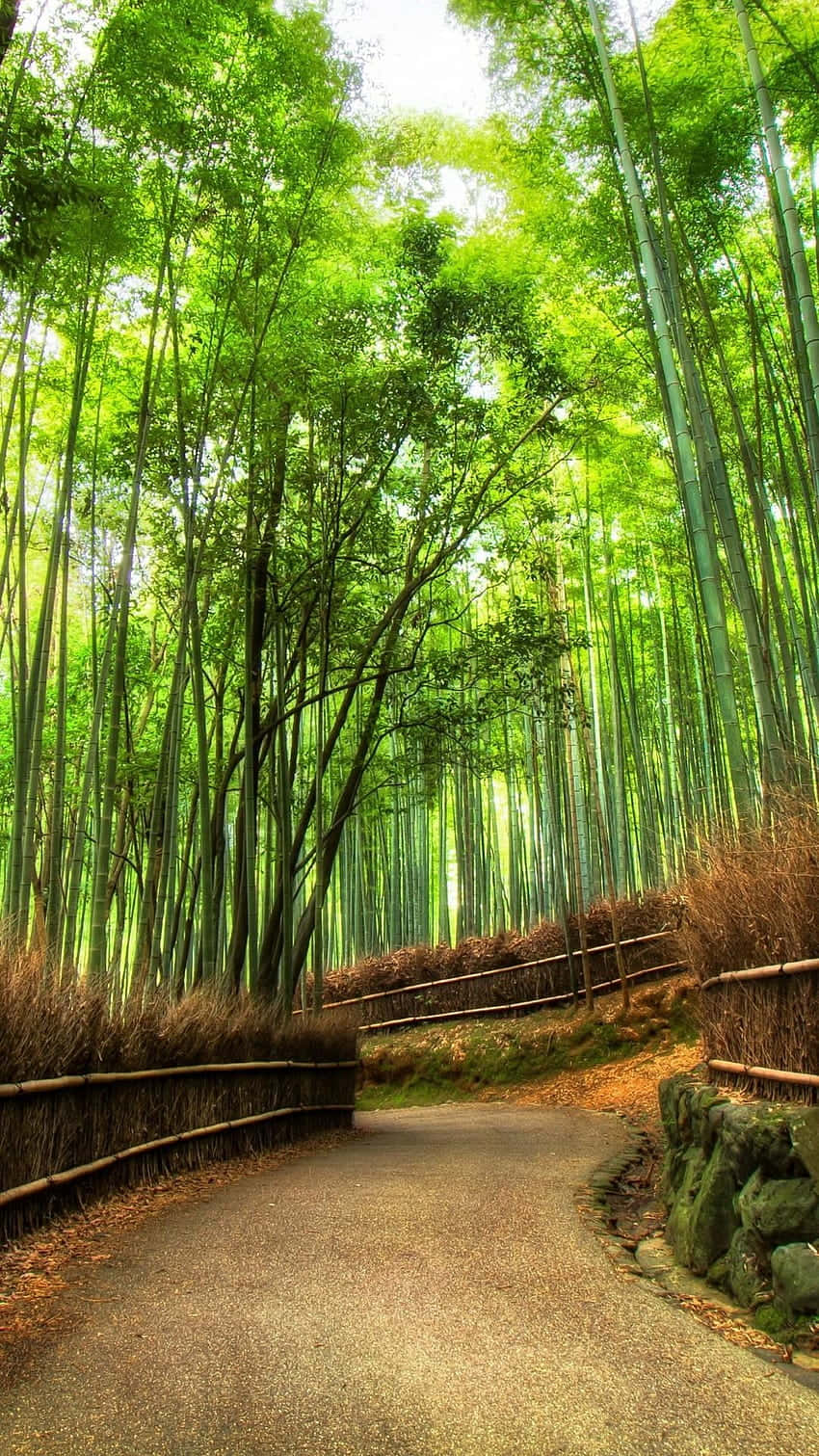 bamboo forest, gravel path, dappled sunlight, HD Phone Wallpaper