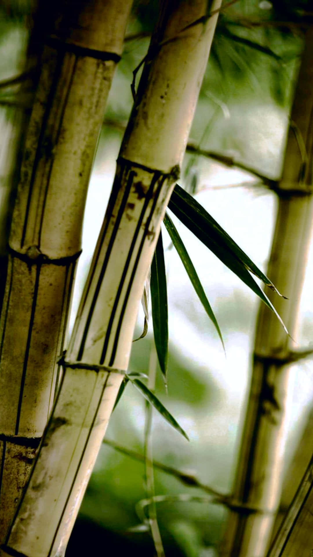 bamboo tree, bird, pale bamboo stalks, Full HD Phone Wallpaper