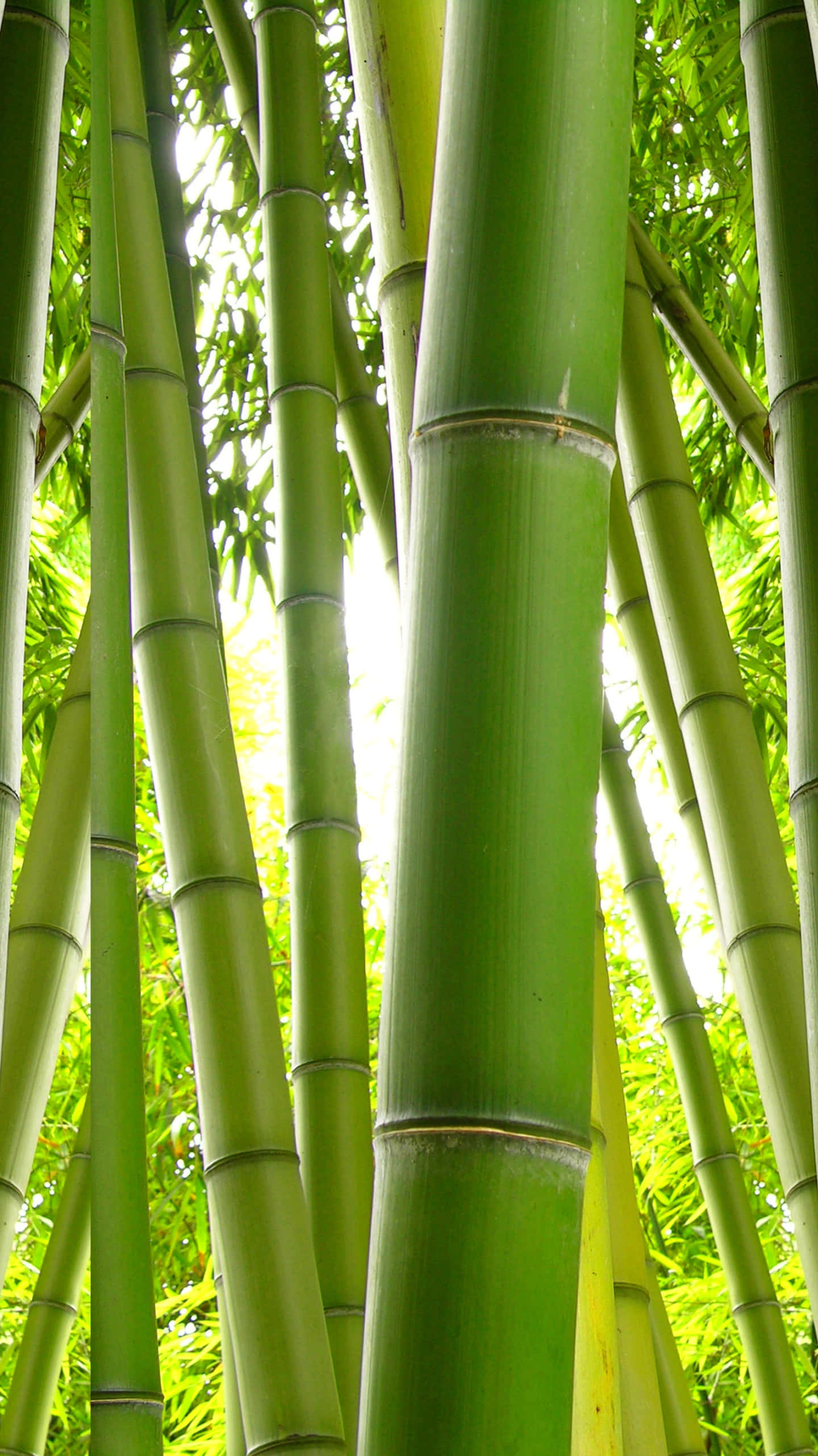 Bamboo Phone, green bamboo stalks, bright filtered sunlight, 2K Phone Wallpaper