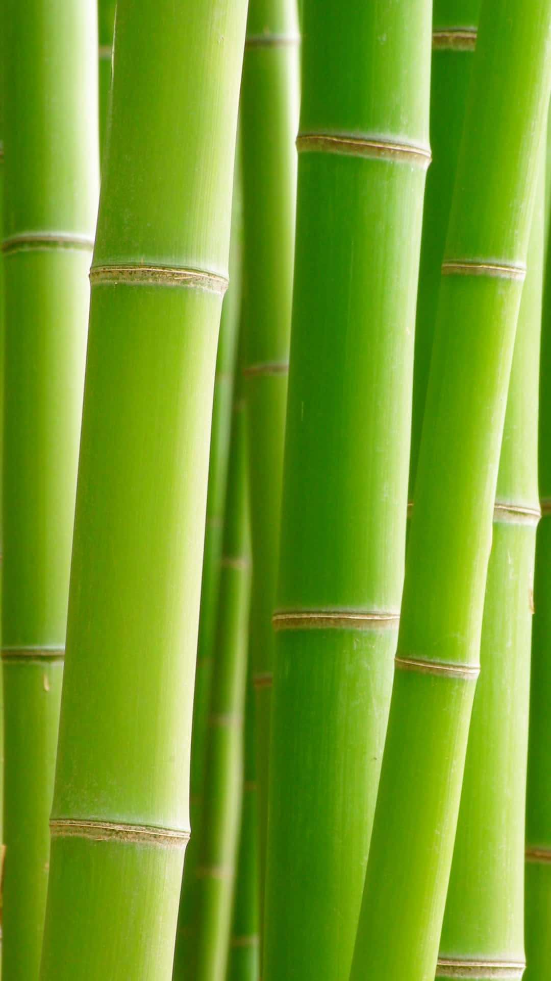 Bamboo Phone, tall vibrant green bamboo stalks, distinct nodes, Full HD Phone Wallpaper