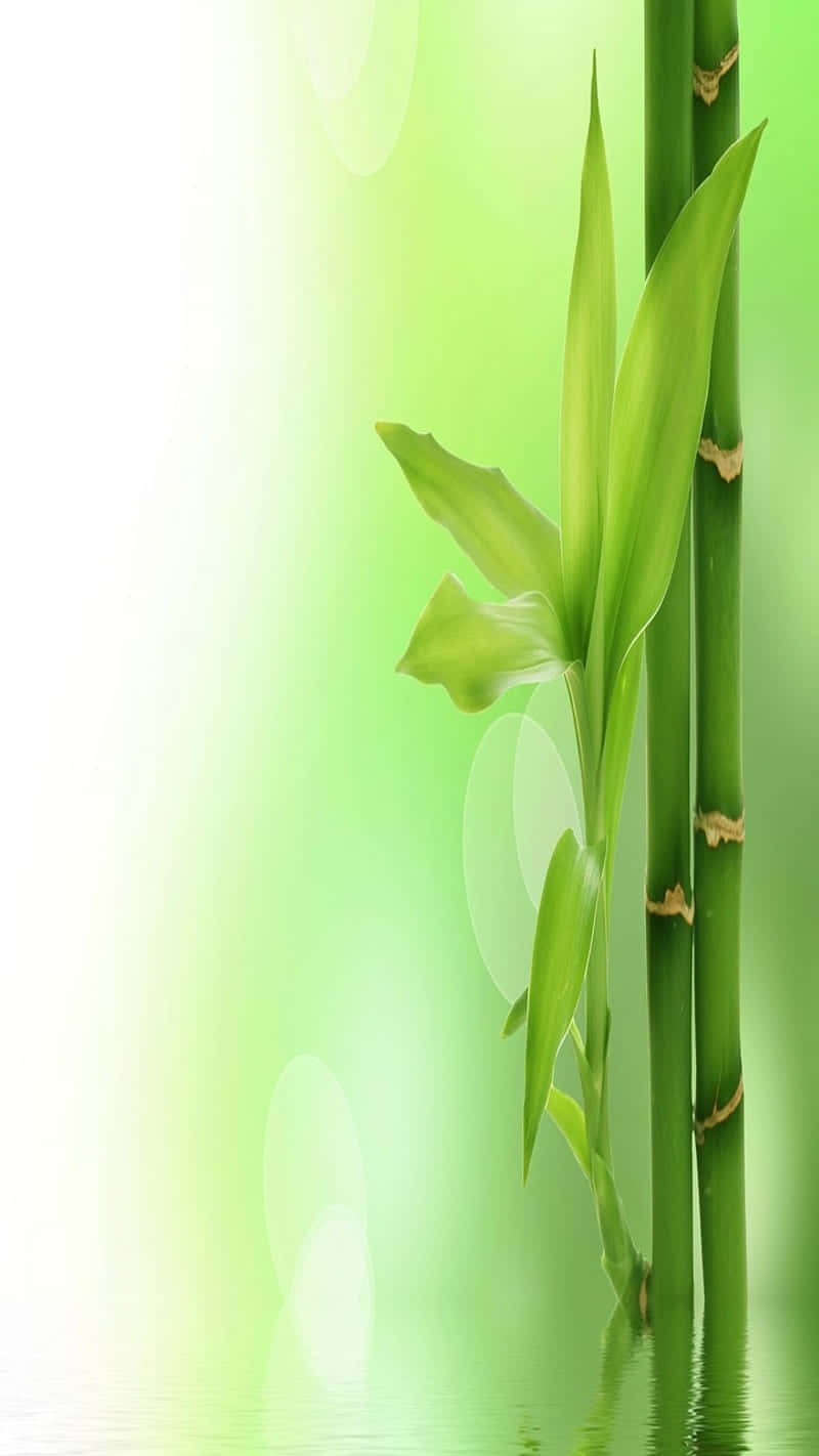 bamboo phone, green background, tall green bamboo stalks, HD Phone Wallpaper