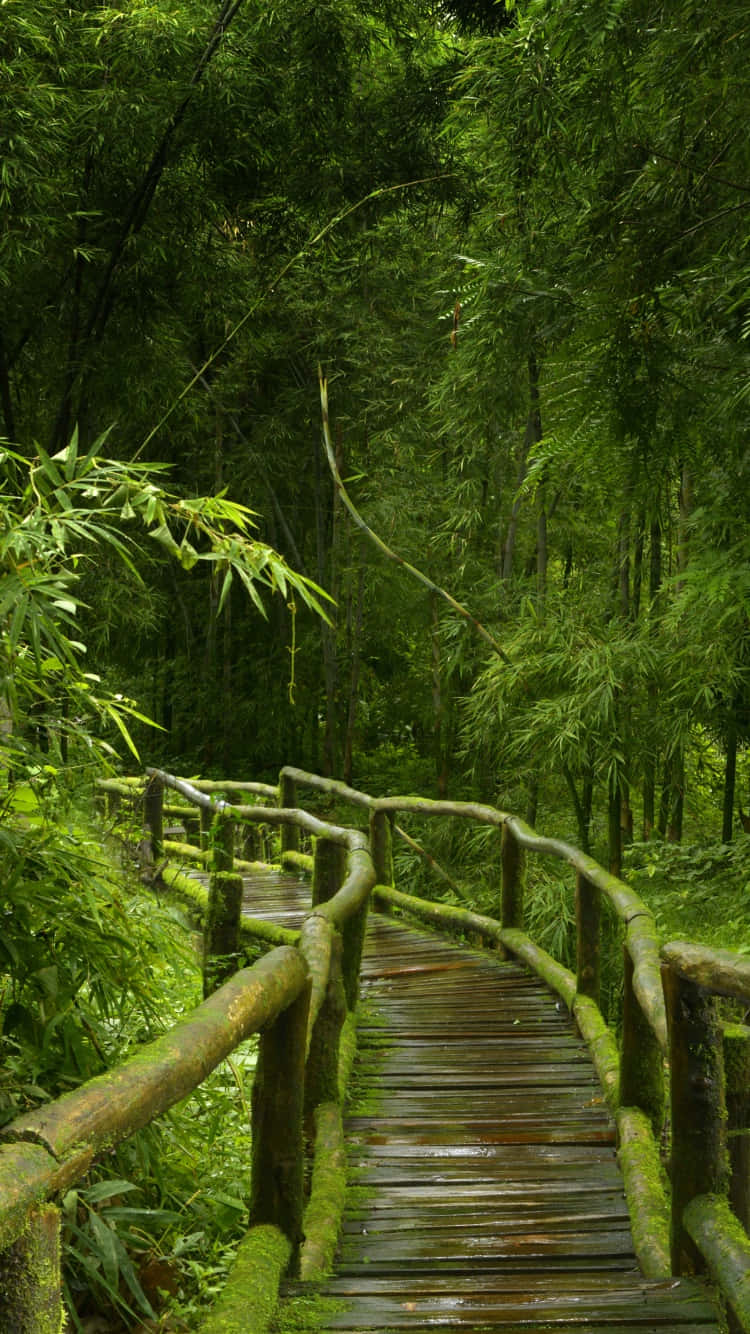 bamboo forest, mossy wooden bridge, emerald bamboo, HD Phone Wallpaper