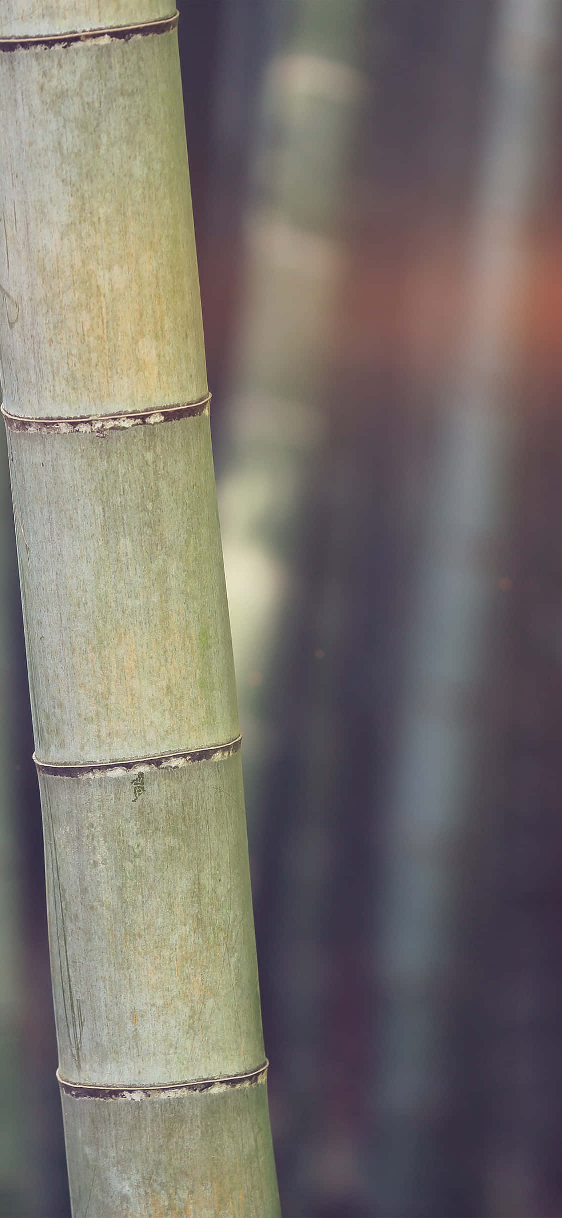 bamboo tree, green bamboo stalk, distinct nodes, Full HD Phone Wallpaper