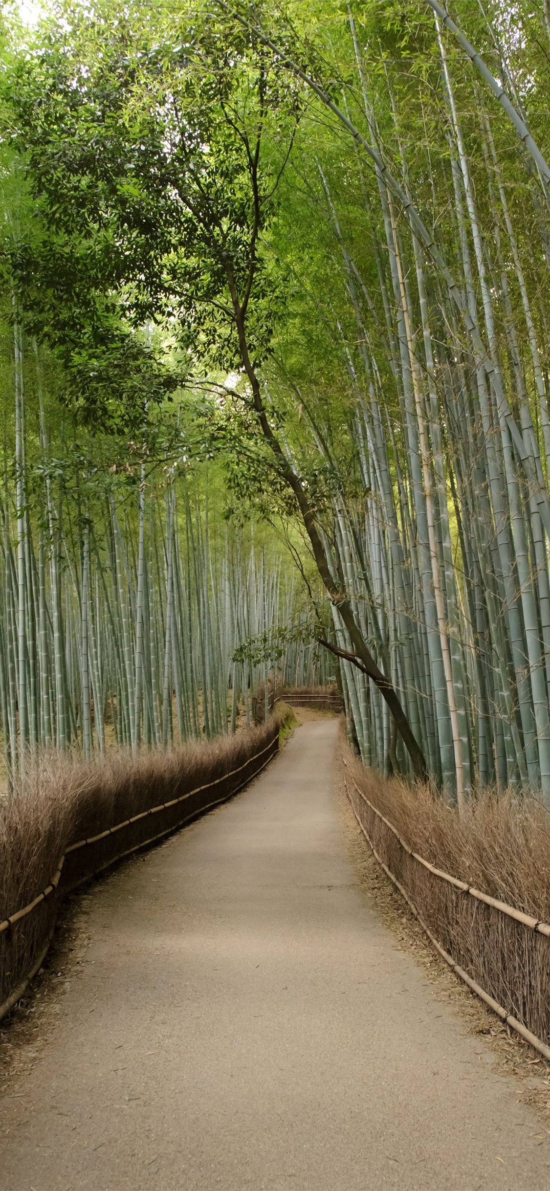 clean bamboo pathway, iPhone, bamboo forest, Full HD Phone Wallpaper