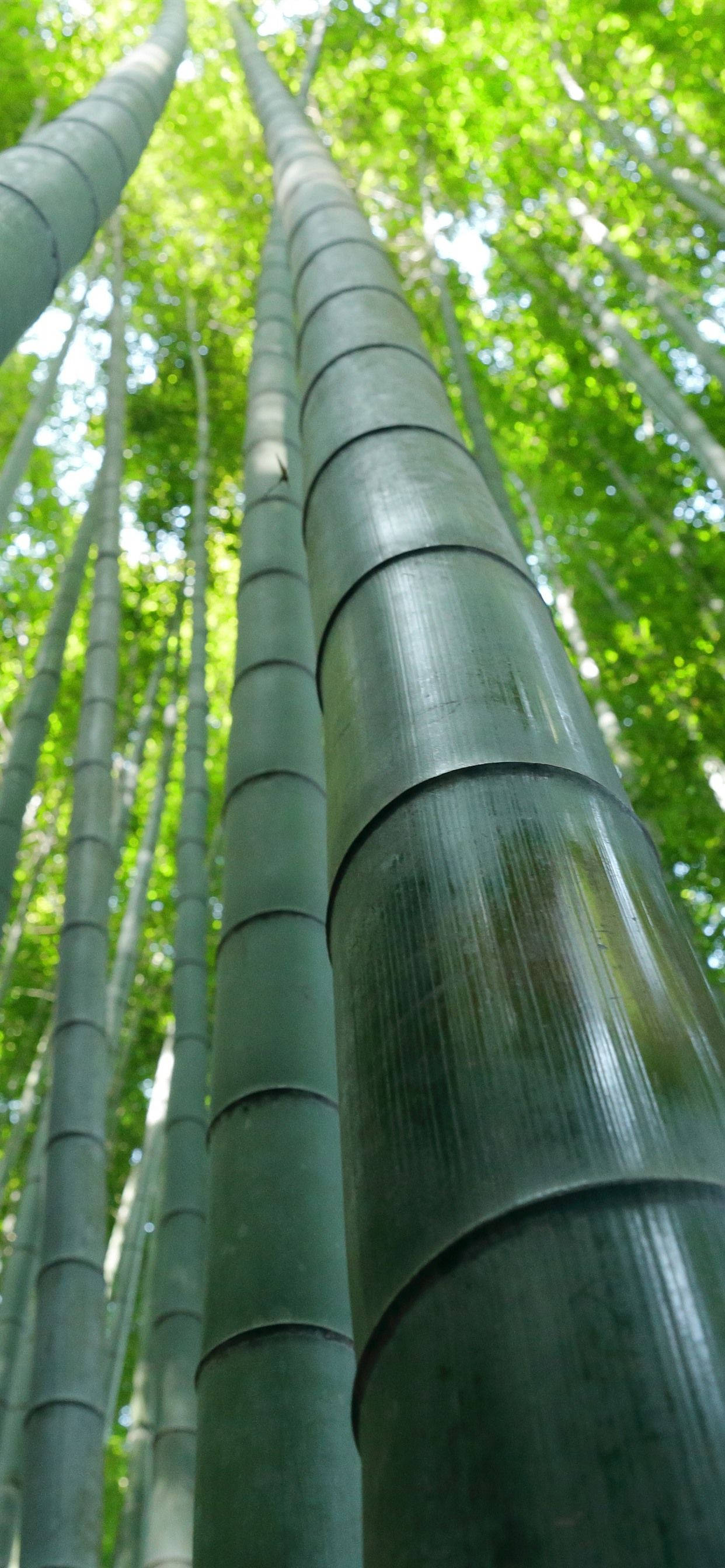 Bamboo Forest, iPhone, pole, 2K Phone Wallpaper