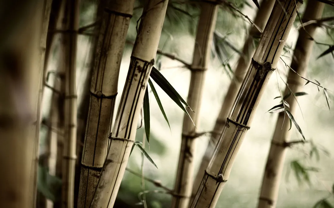 Bamboo Shoots