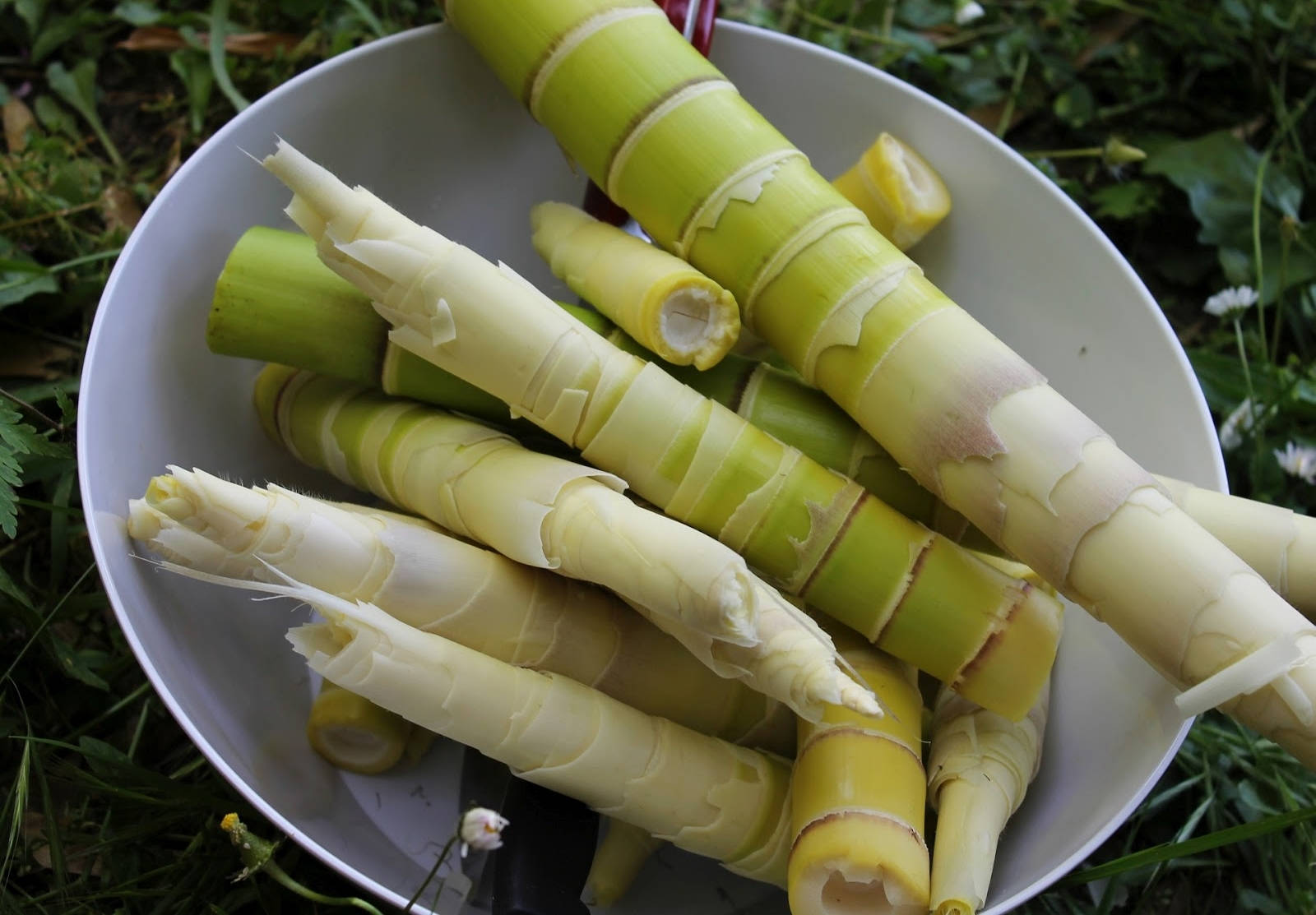bamboo shoots, white bowl, green grass, HD Desktop Wallpaper