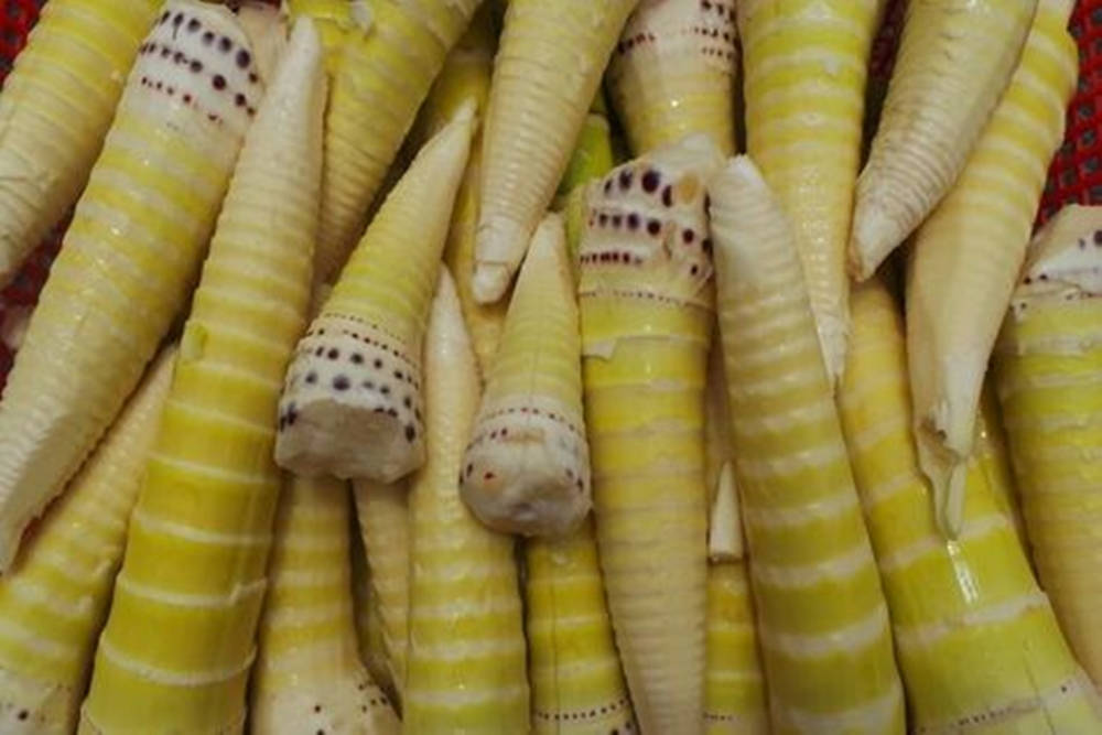 bamboo shoots, yellow and white stripes, dark spots, SD Desktop Wallpaper