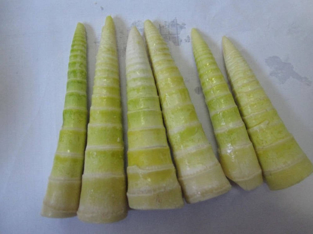 fresh green vegetable bamboo shoots, fresh organic green bamboo shoots, pale green bamboo shoots, SD Desktop Wallpaper