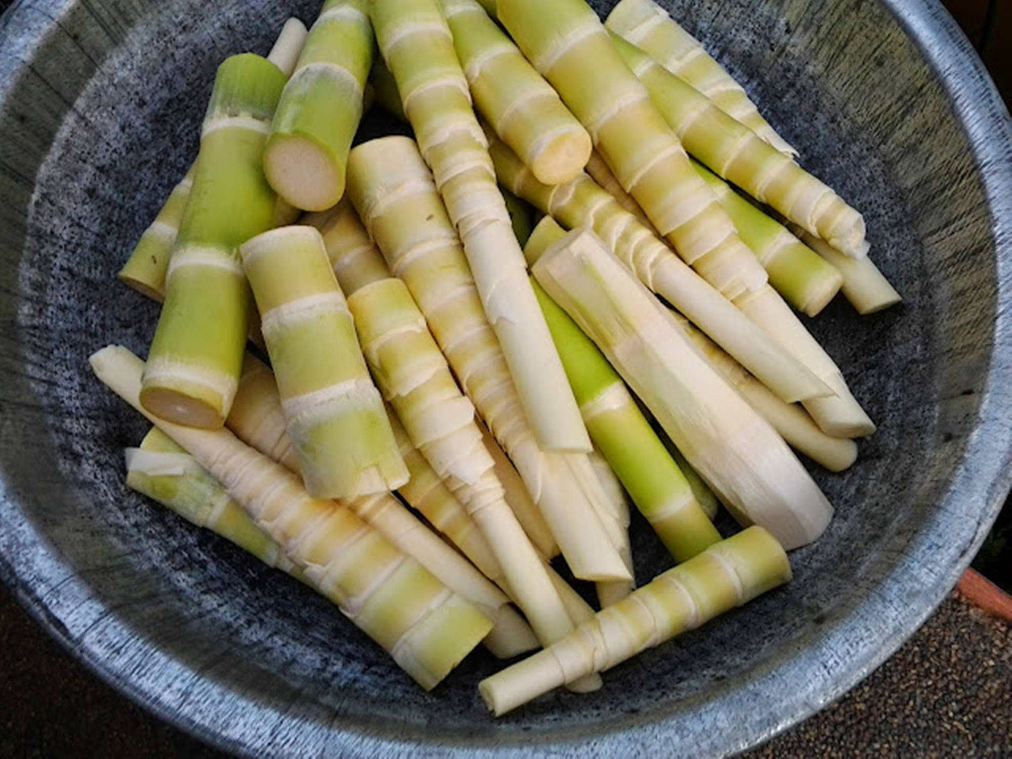 fresh bamboo shoots, rustic gray ceramic bowl, textured surface, Full HD Desktop Wallpaper