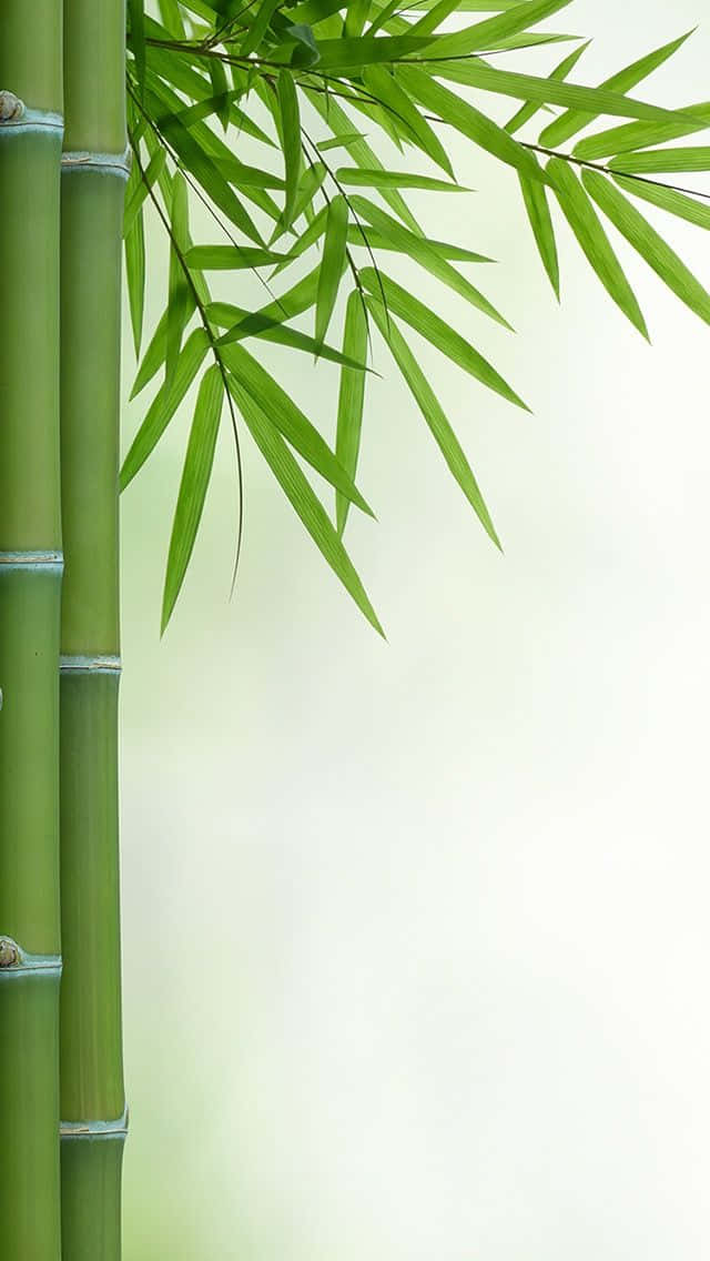 bamboo stalks, bamboo leaves, soft white background, SD Phone Wallpaper