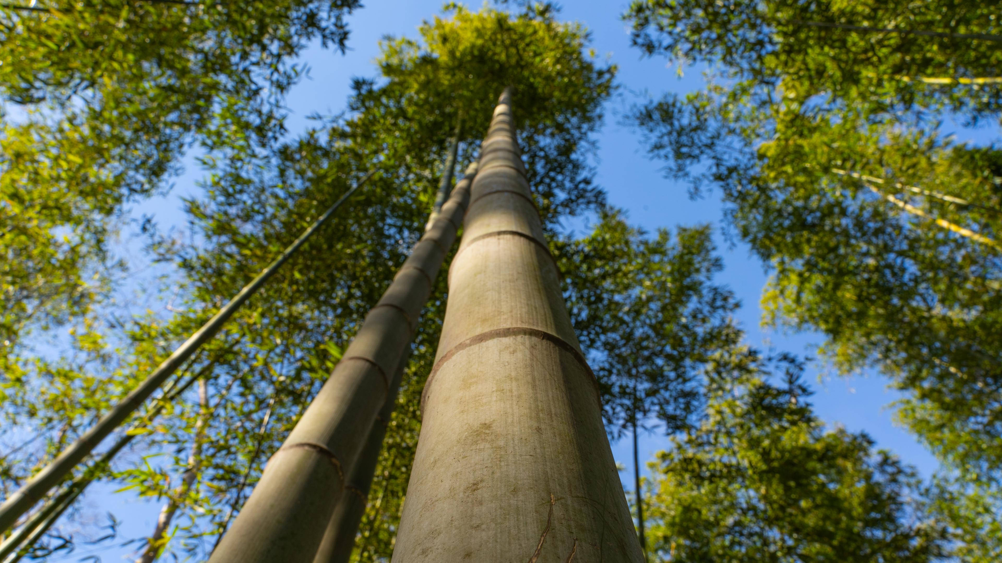 Bamboo 4K Tree, low angle shot, tall bamboo stalks, 4K Desktop Wallpaper
