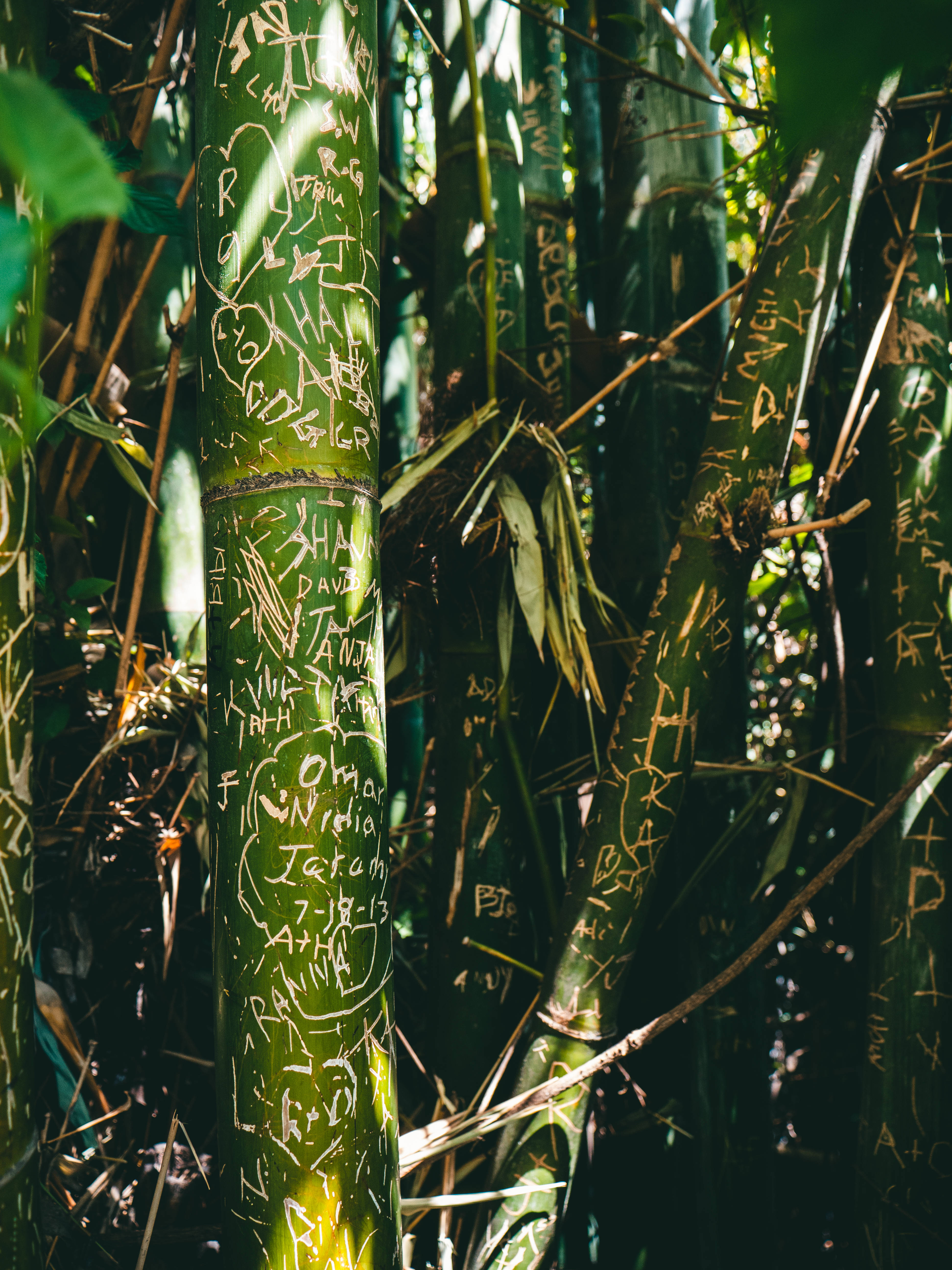 Bamboo Shoots, white graffiti etchings, sunlight, 5K Phone Wallpaper