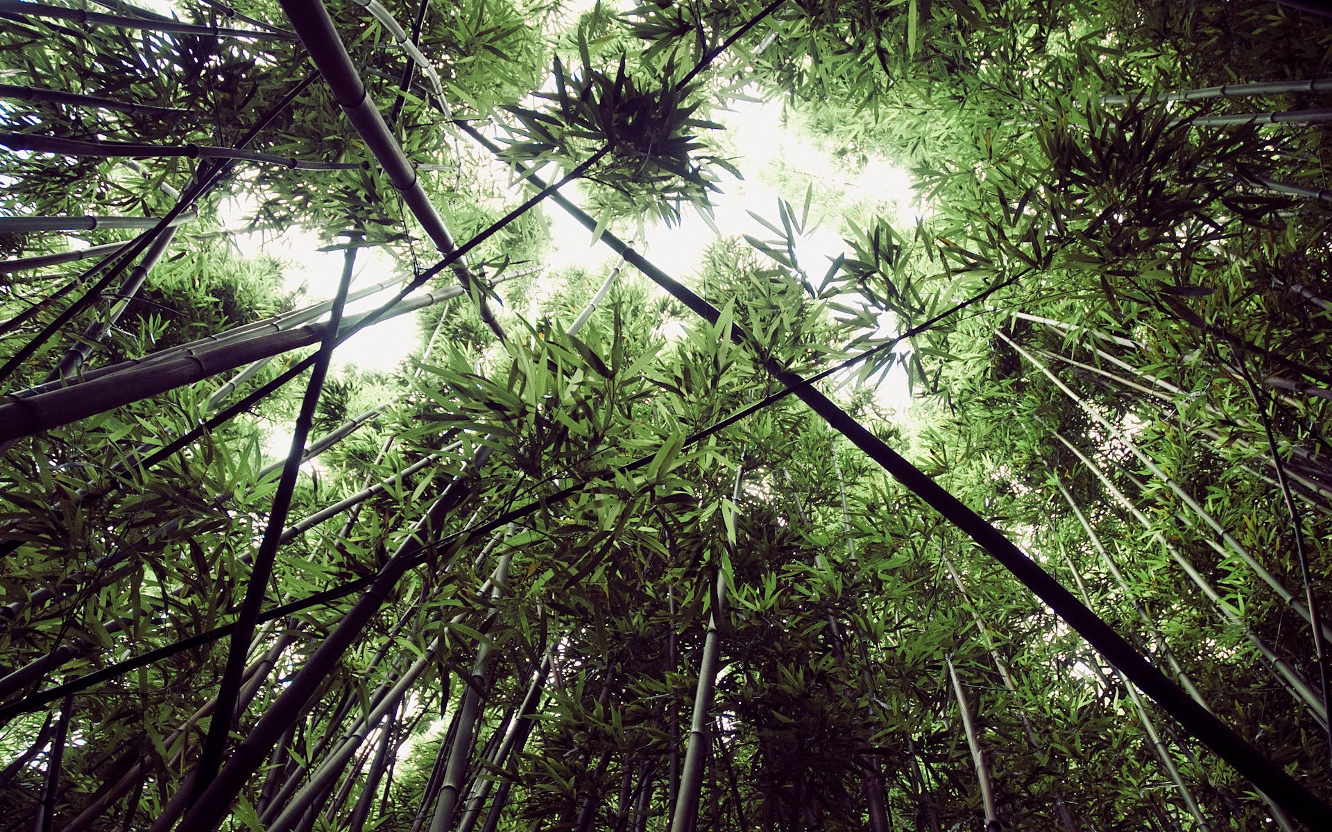 Worm's Eye View, bamboo forest, sunlight, Full HD Desktop Wallpaper