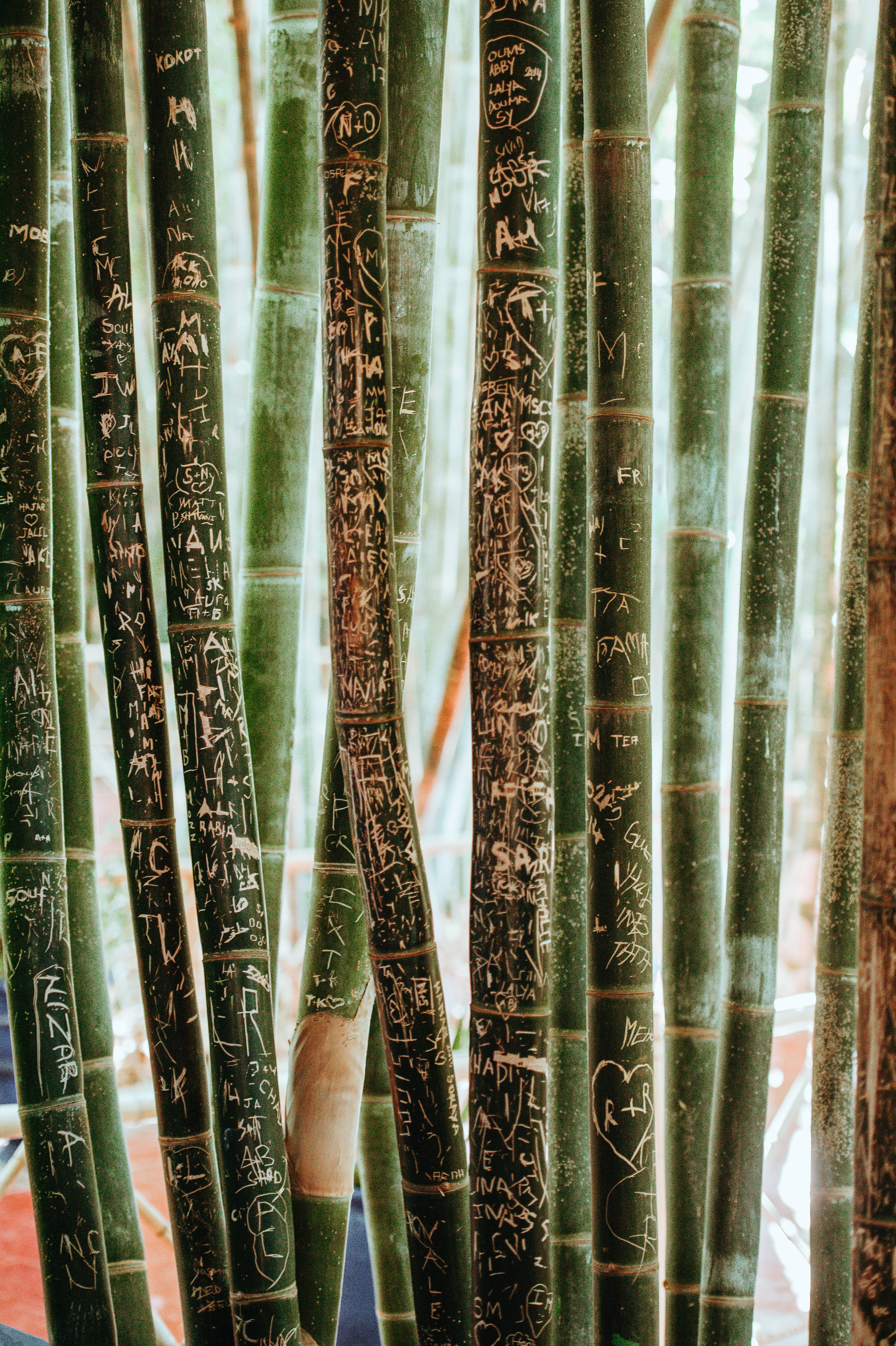 Bamboo Sticks With Text, tall green bamboo stalks, white graffiti, 4K Phone Wallpaper