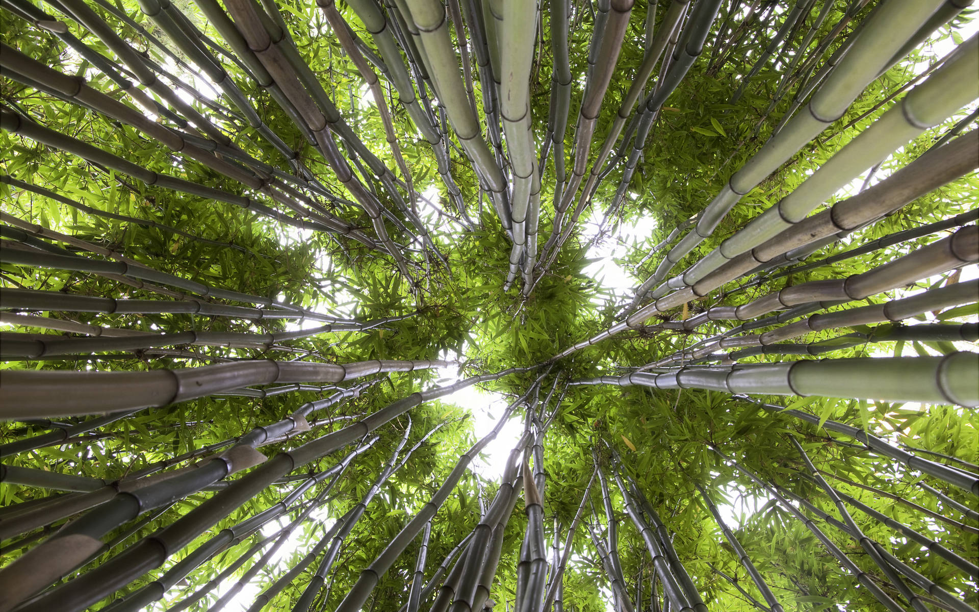 Bamboo HD, worm's eye view, dense grove of tall green bamboo stalks, Full HD Desktop Wallpaper