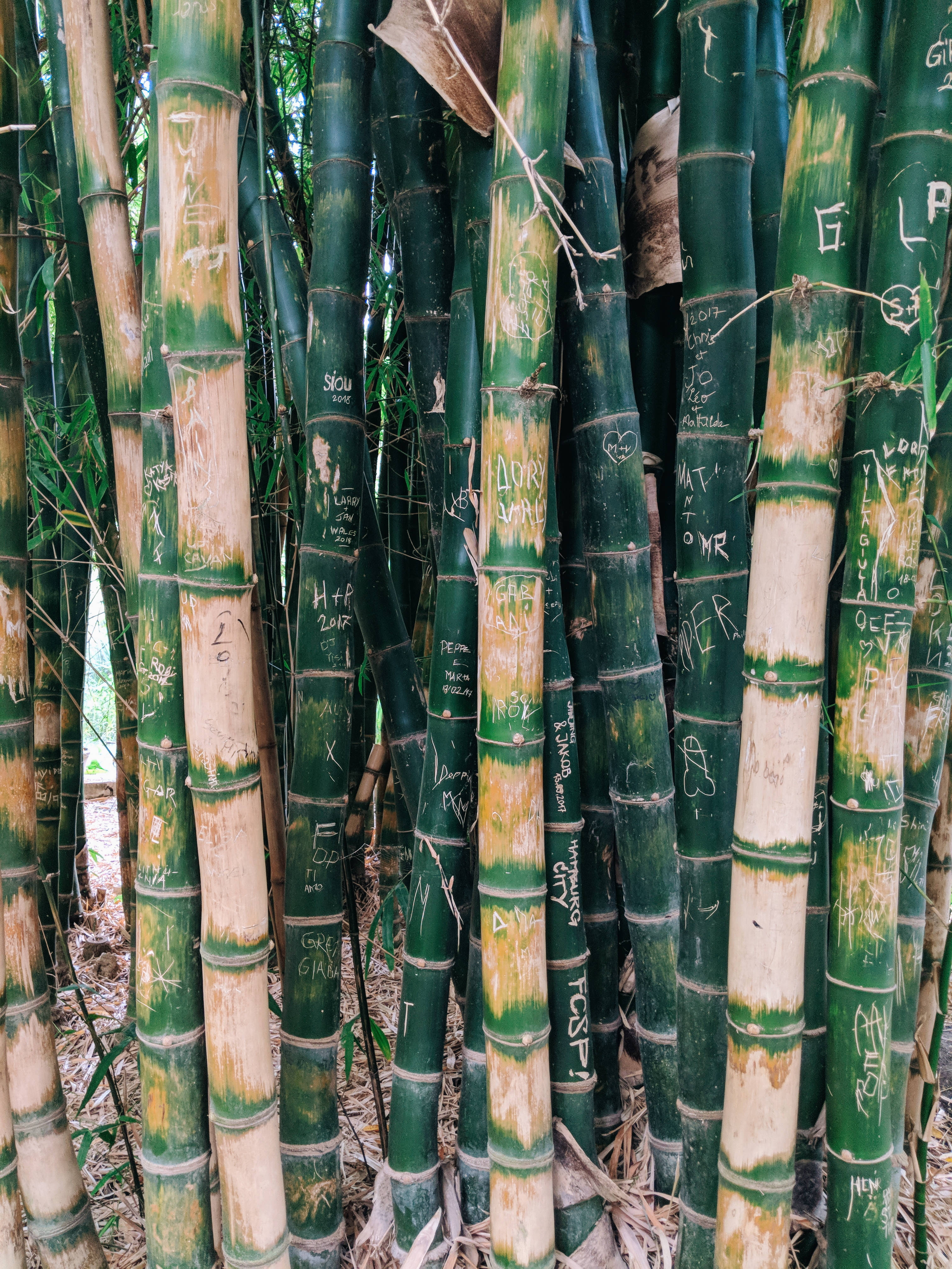 drying bamboo poles, tall green bamboo stalks, white graffiti markings, 4K Phone Wallpaper