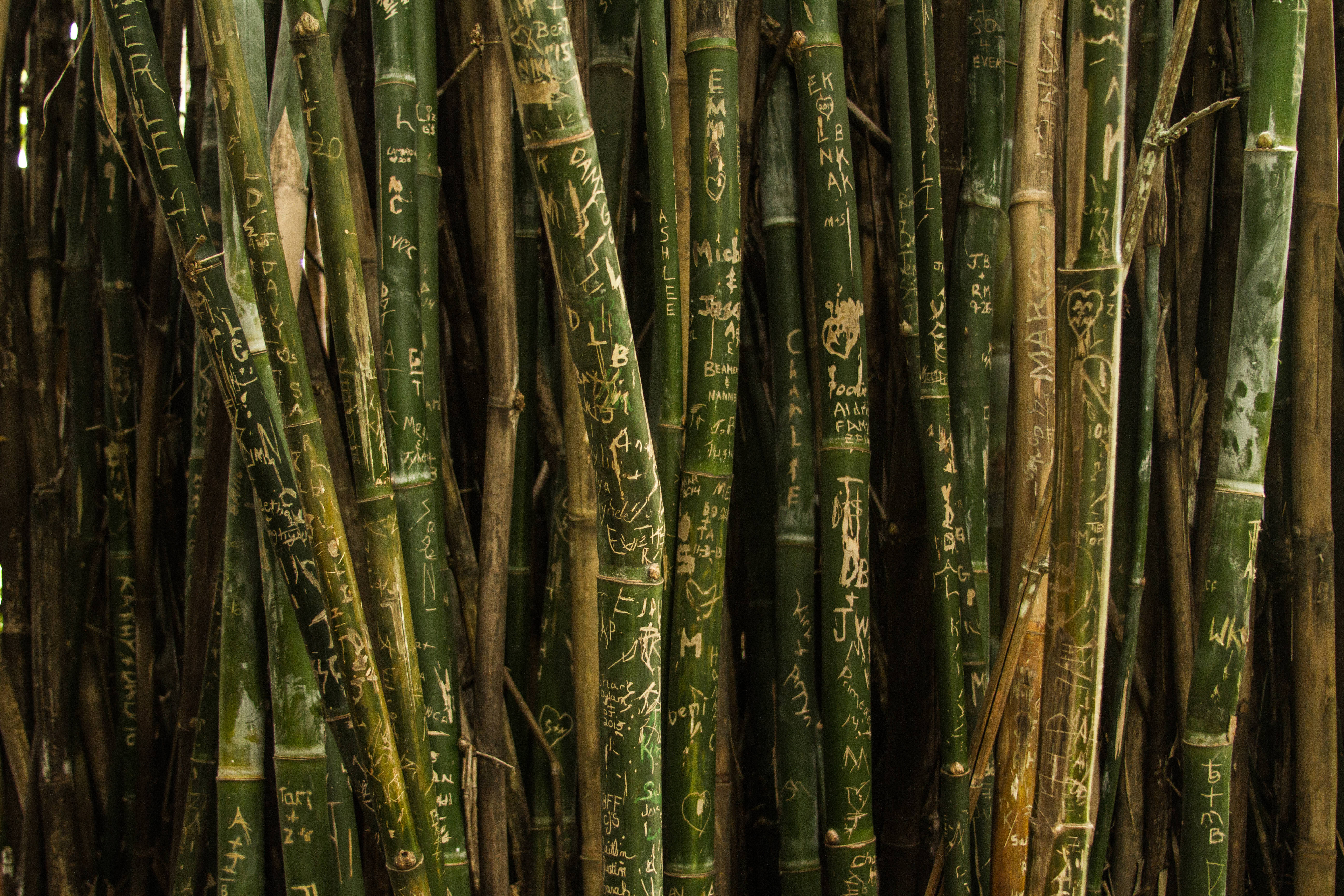 bamboo poles, engravings, faded white graffiti, 5K Desktop Wallpaper