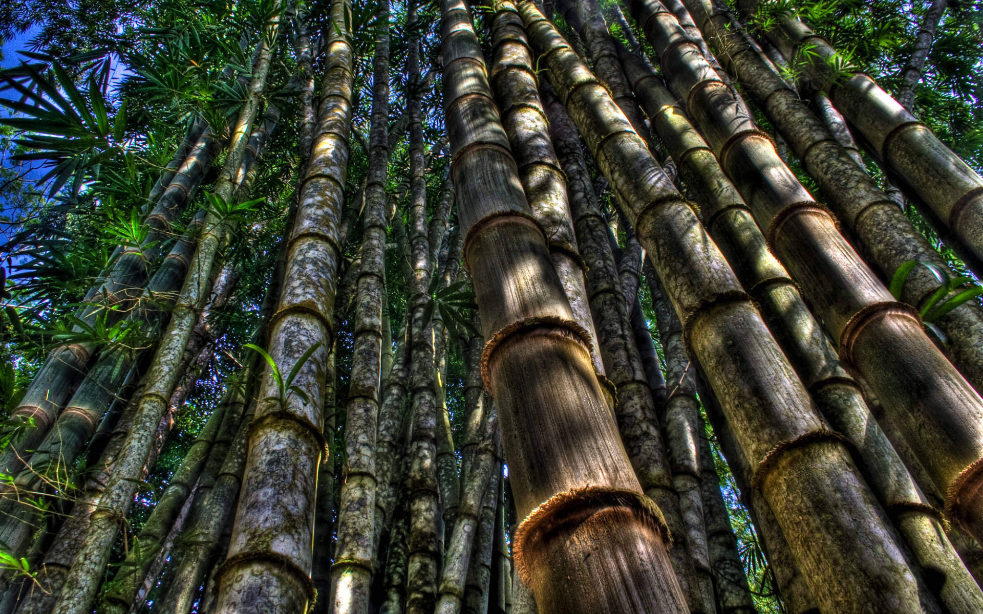 low angle shot, bamboo, dense forest canopy, Full HD Desktop Wallpaper