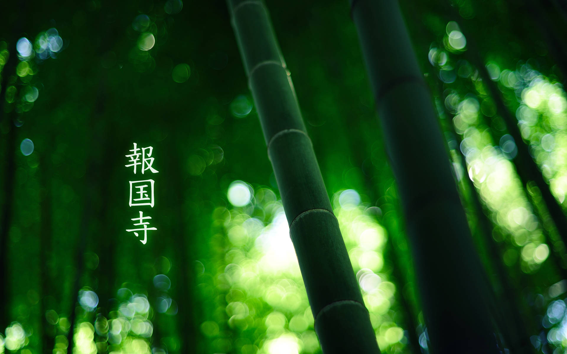 Close-Up Bamboo HD, bamboo stalks, lush green forest, Full HD Desktop Wallpaper