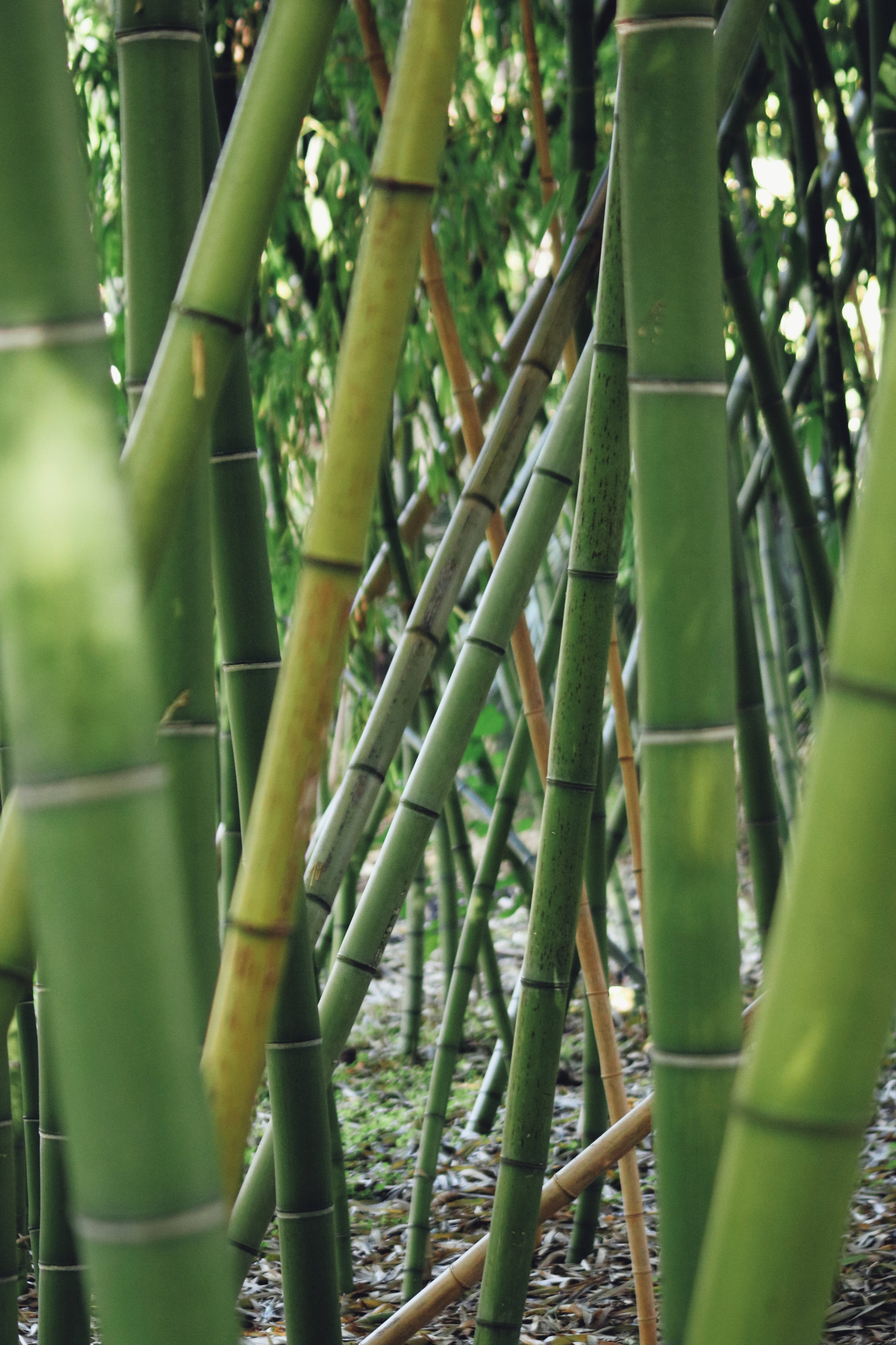 intertwined bamboo, tall green bamboo stalks, sun-dappled forest floor, 5K Phone Wallpaper