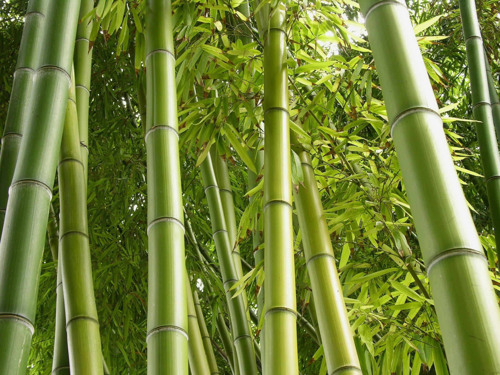 light green bamboo, vibrant green leaves, dense canopy, Full HD Desktop Wallpaper