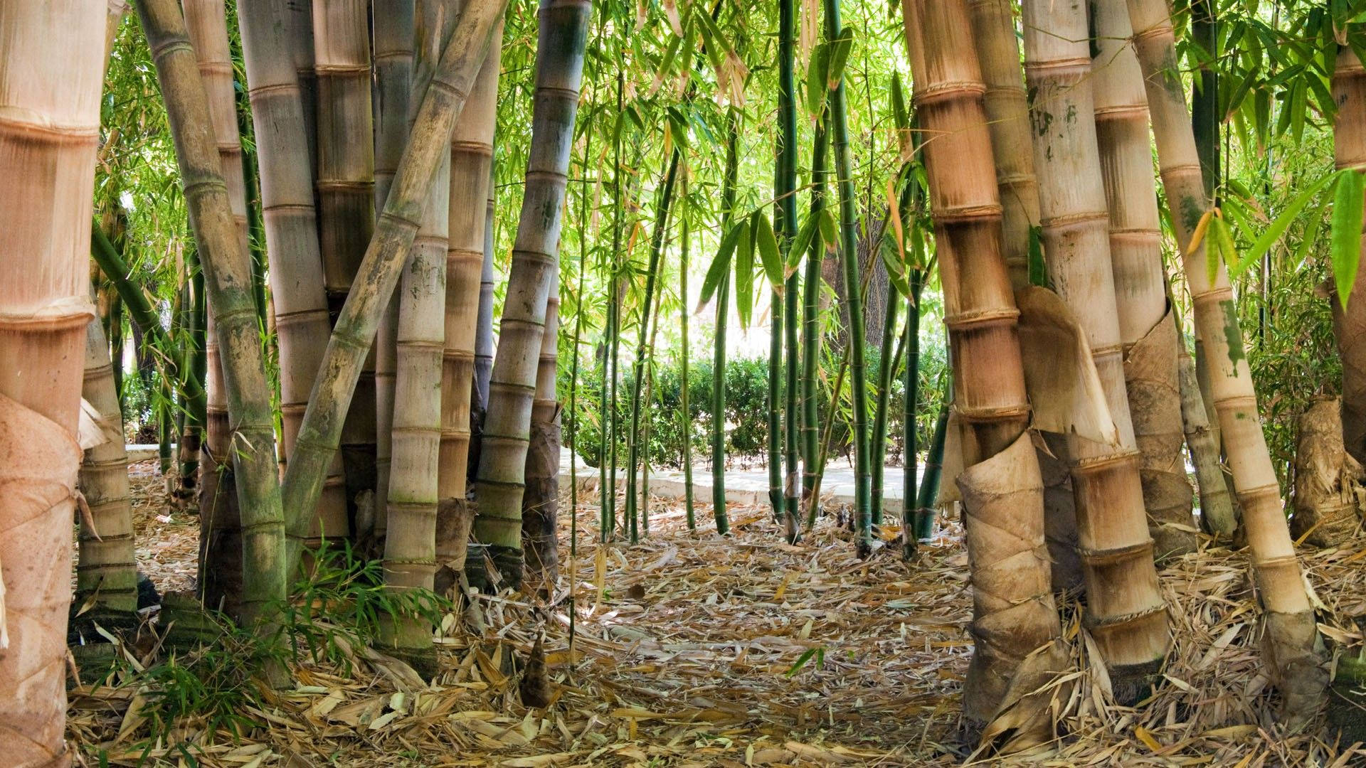 huge and thick bamboo, textured bark, lush green leaves, Full HD Desktop Wallpaper