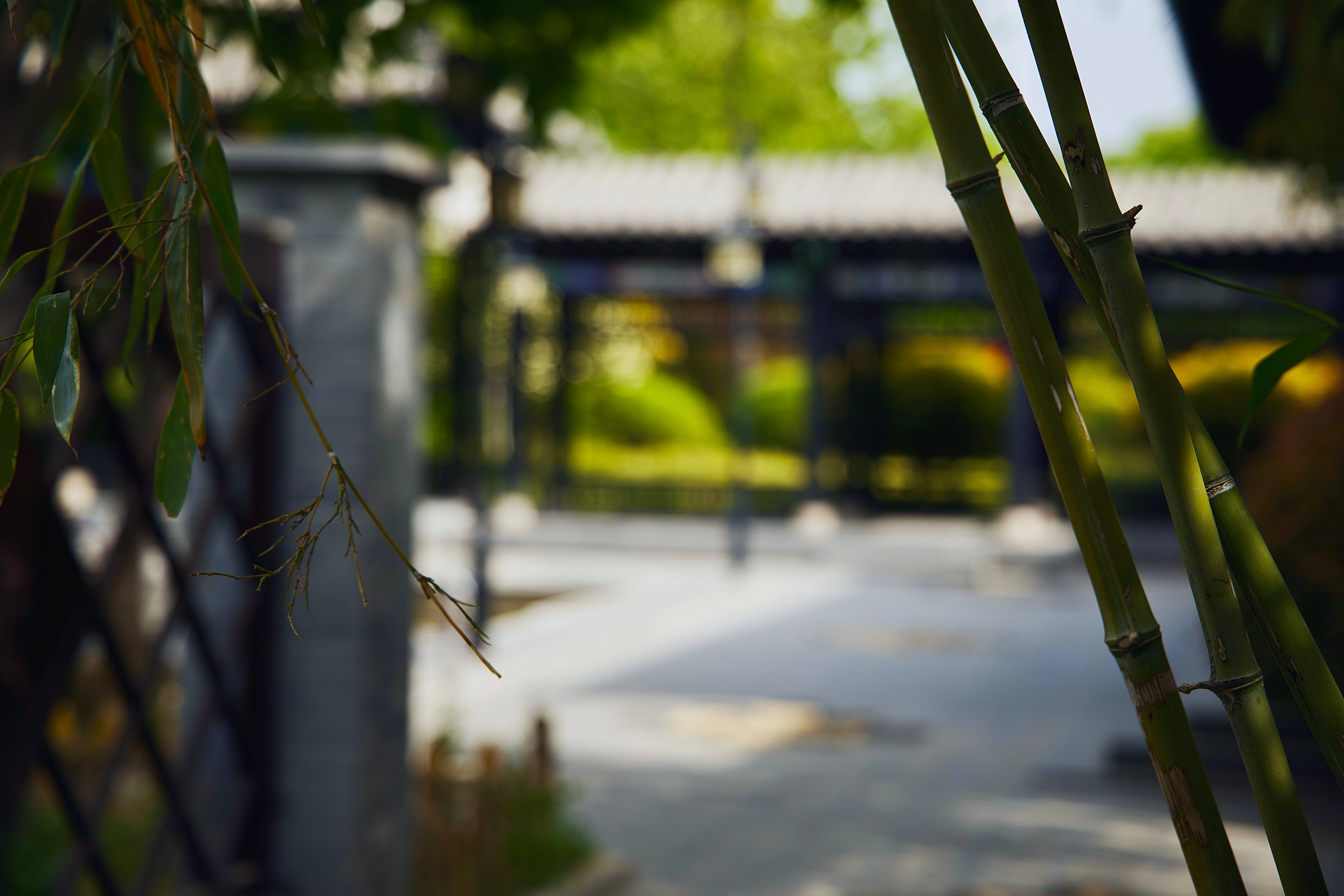 Medium-Sized Bamboo HD, tall green bamboo stalks, blurred traditional courtyard pathway, 8K Desktop Wallpaper