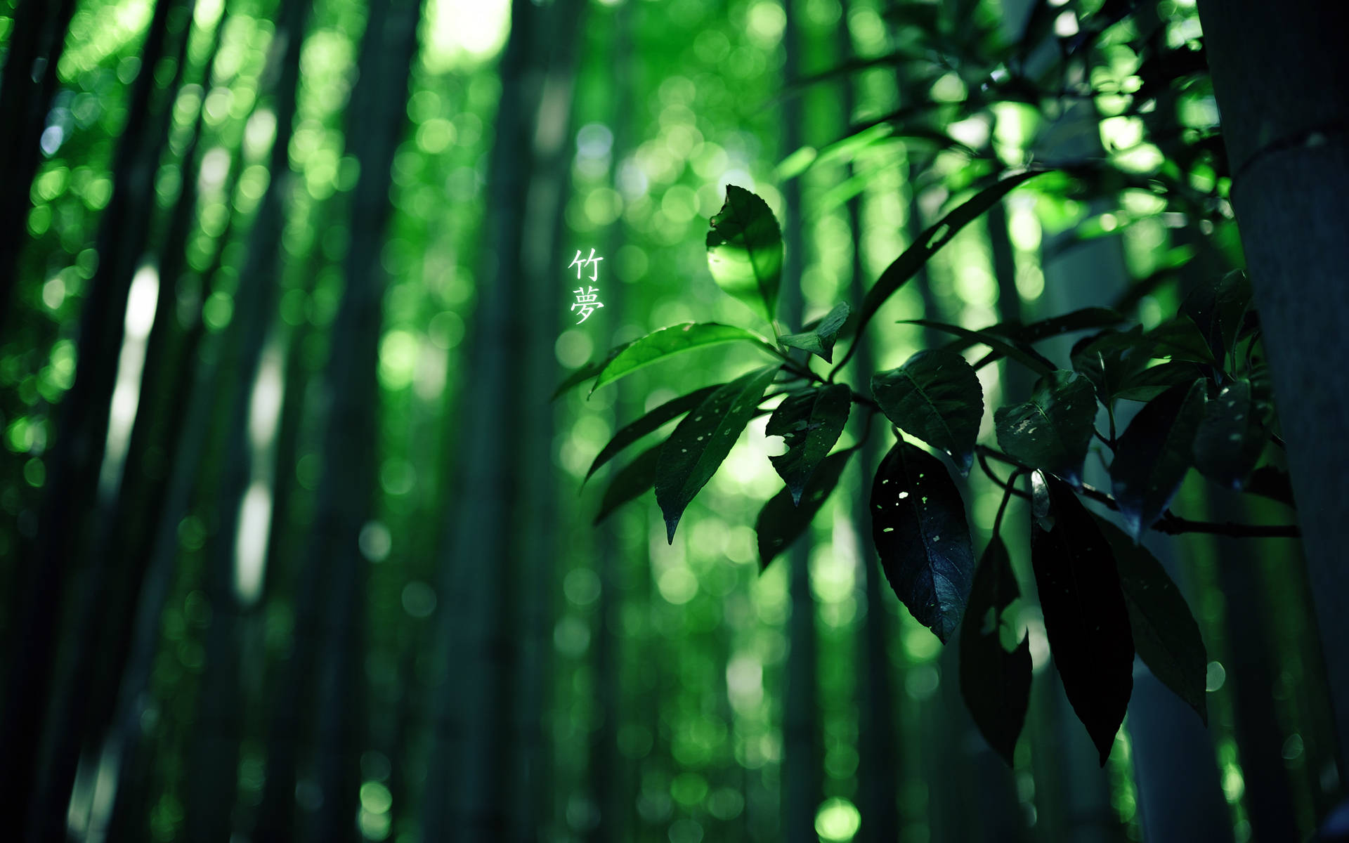 Bamboo HD Forest, sunlight, towering bamboo stalks, Full HD Desktop Wallpaper