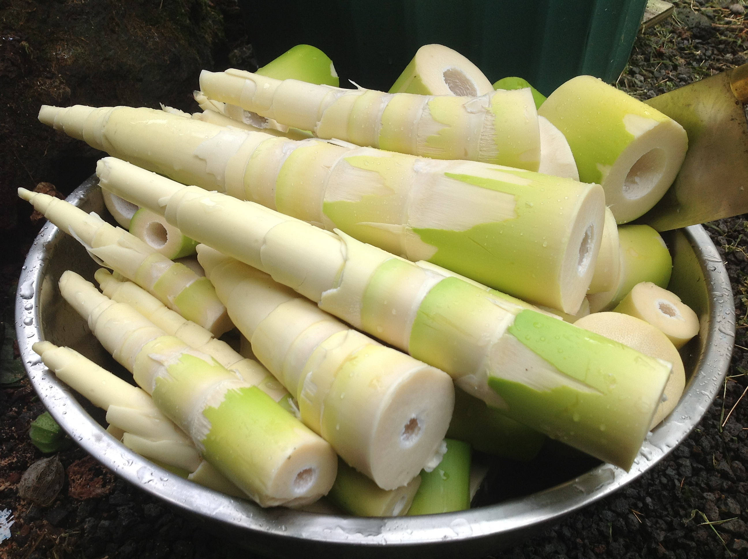 bamboo shoots, pale green, creamy white, 2K Desktop Wallpaper