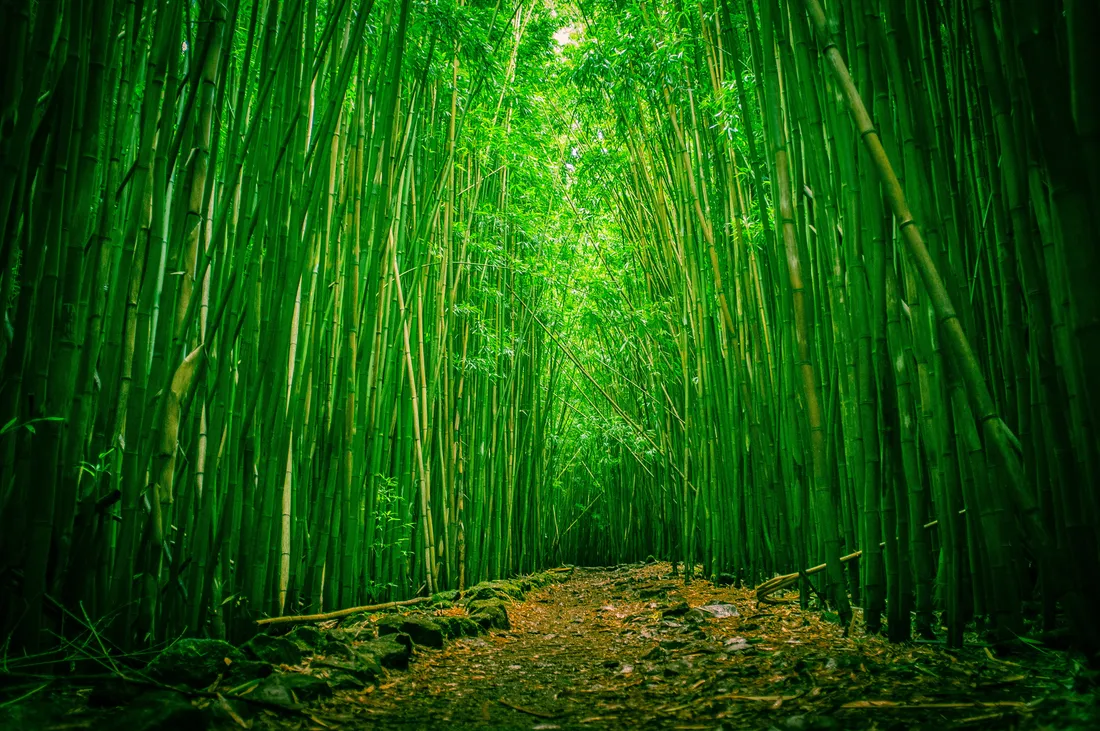 Bamboo