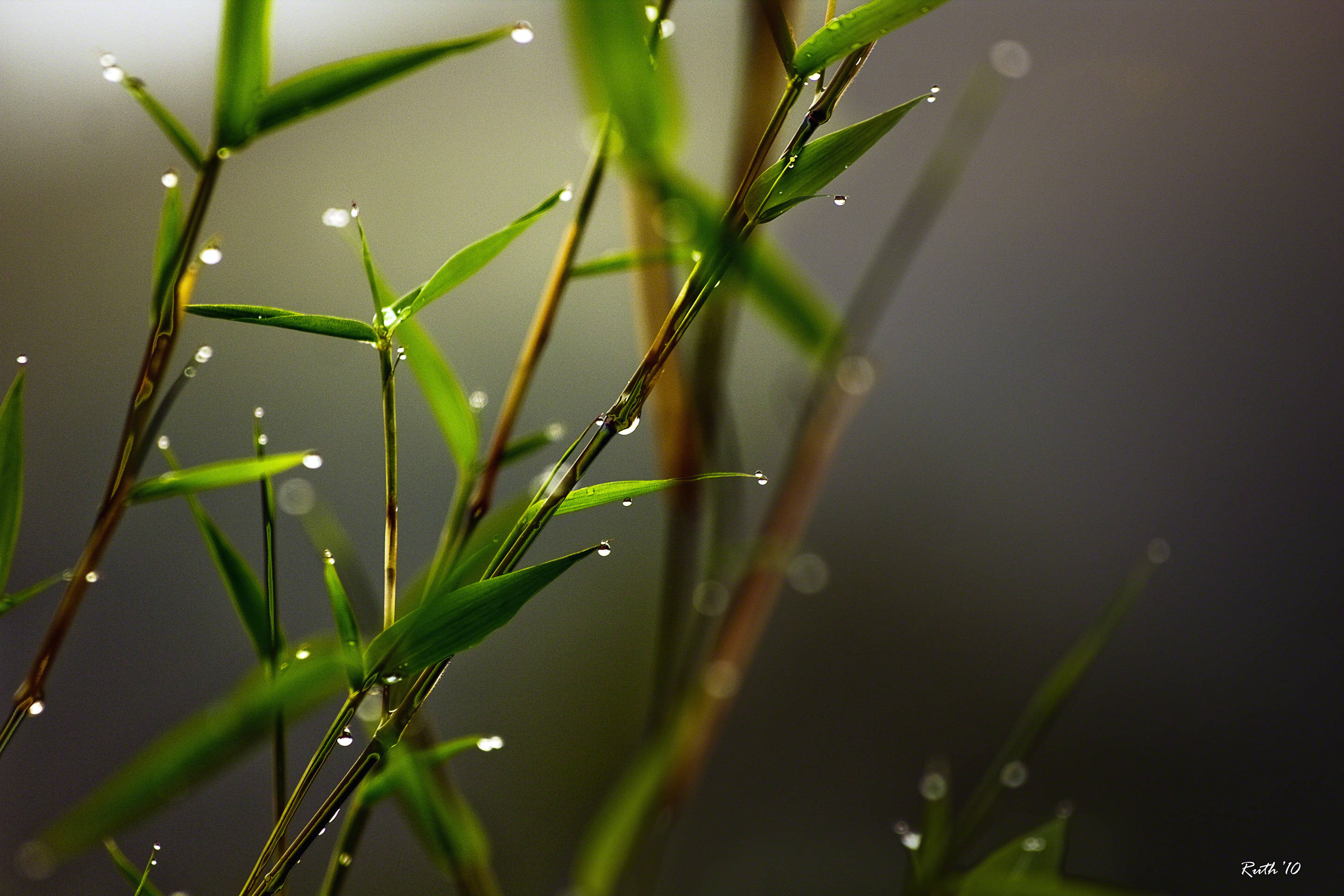 bamboo plant, mist, dewdrops, 2K Desktop Wallpaper