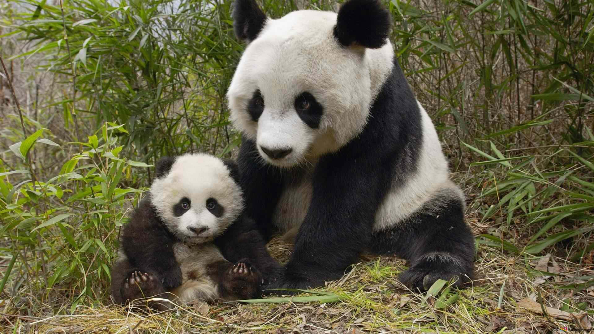 giant panda, baby panda, bamboo forest, Full HD Desktop Wallpaper